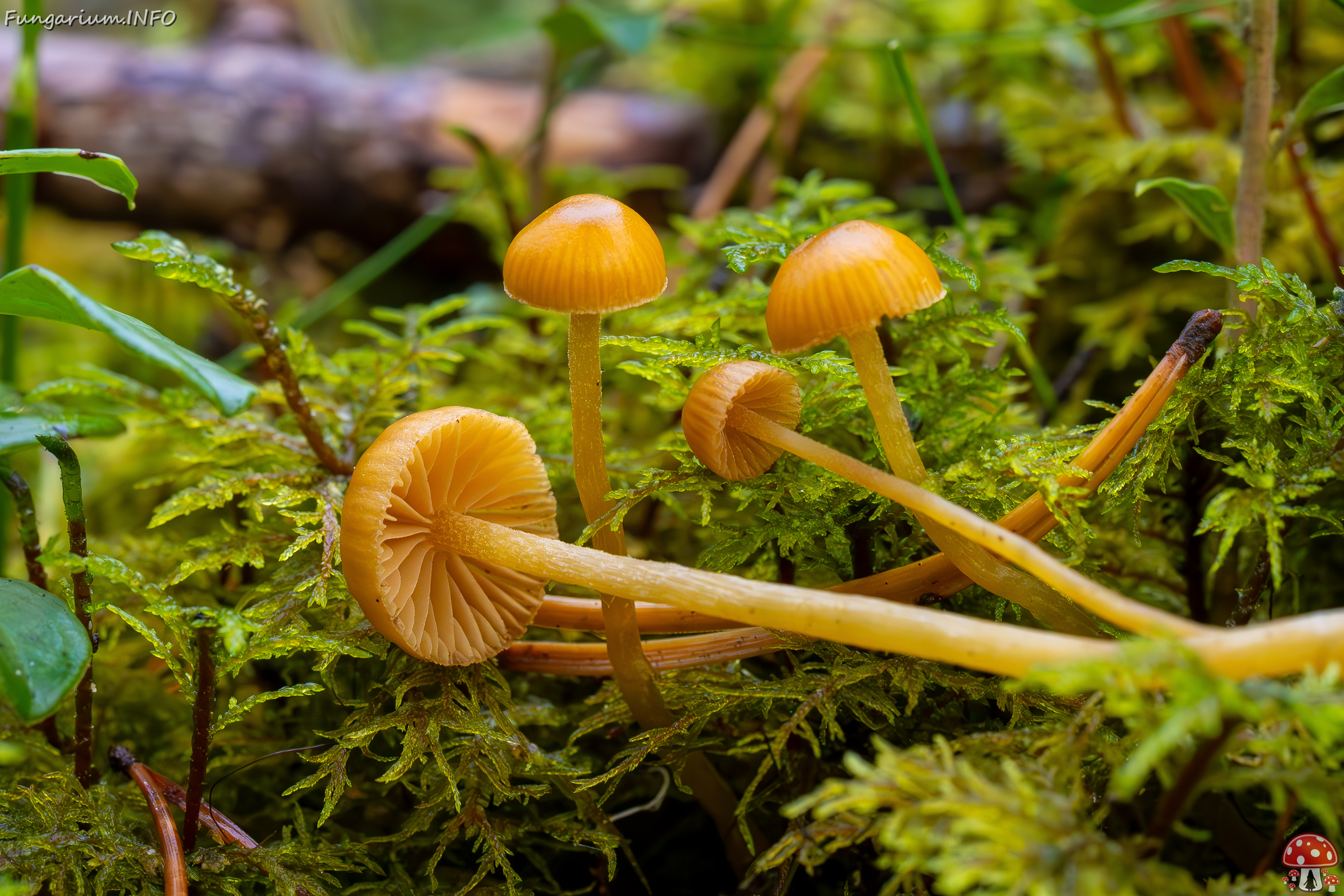 galerina-calyptrata_2024-10-19_1-22 