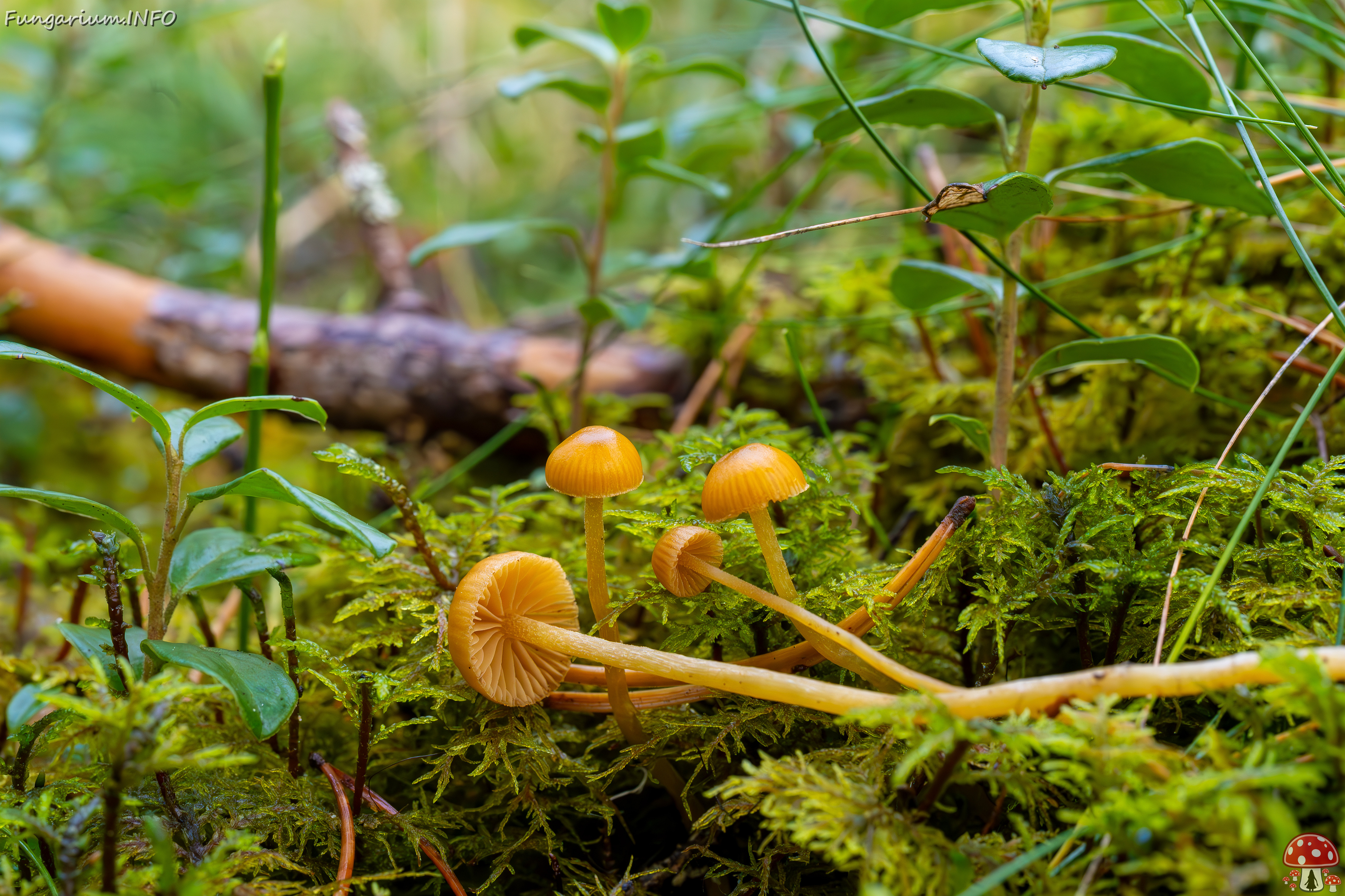 galerina-calyptrata_2024-10-19_1-24 