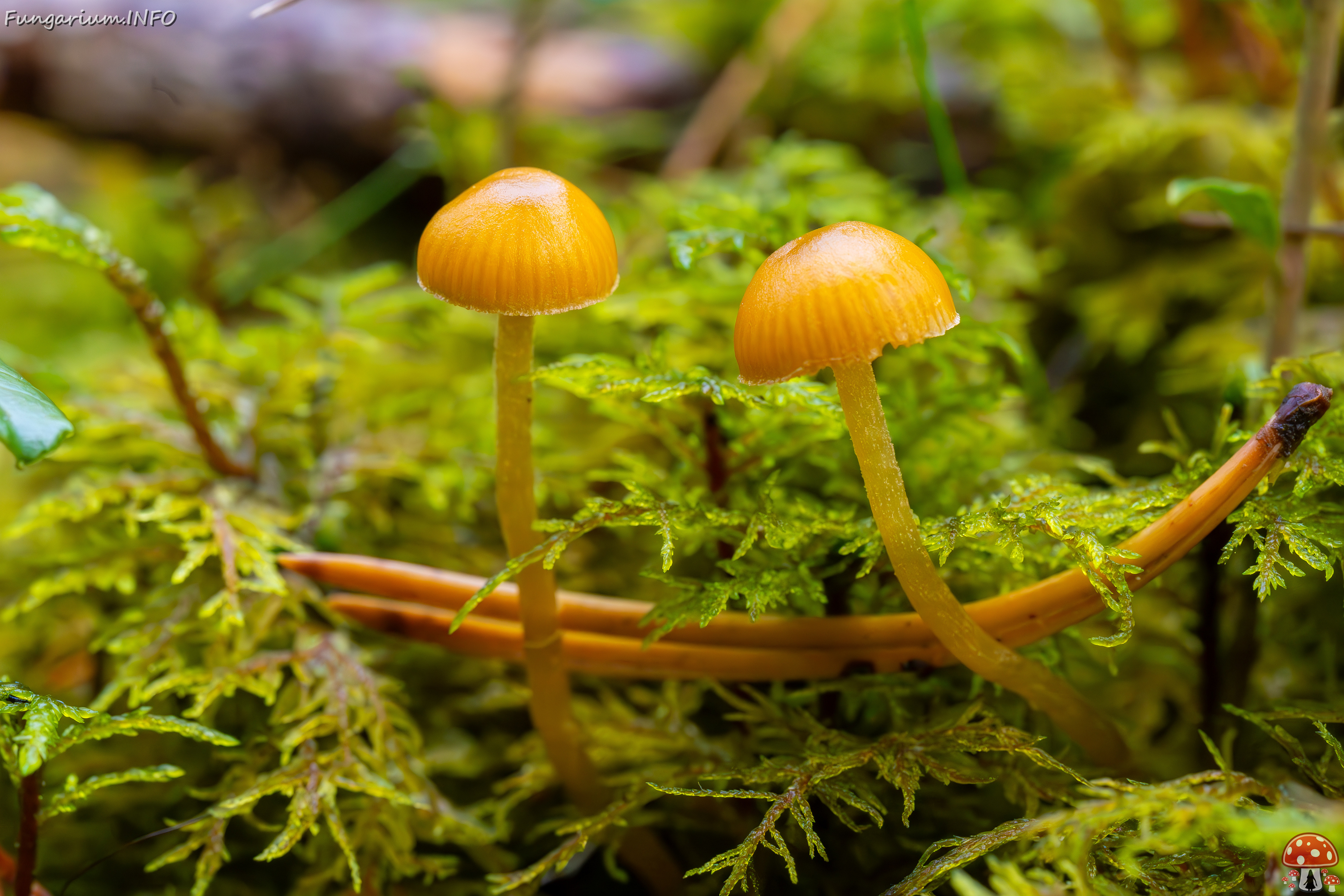 galerina-calyptrata_2024-10-19_1-3 