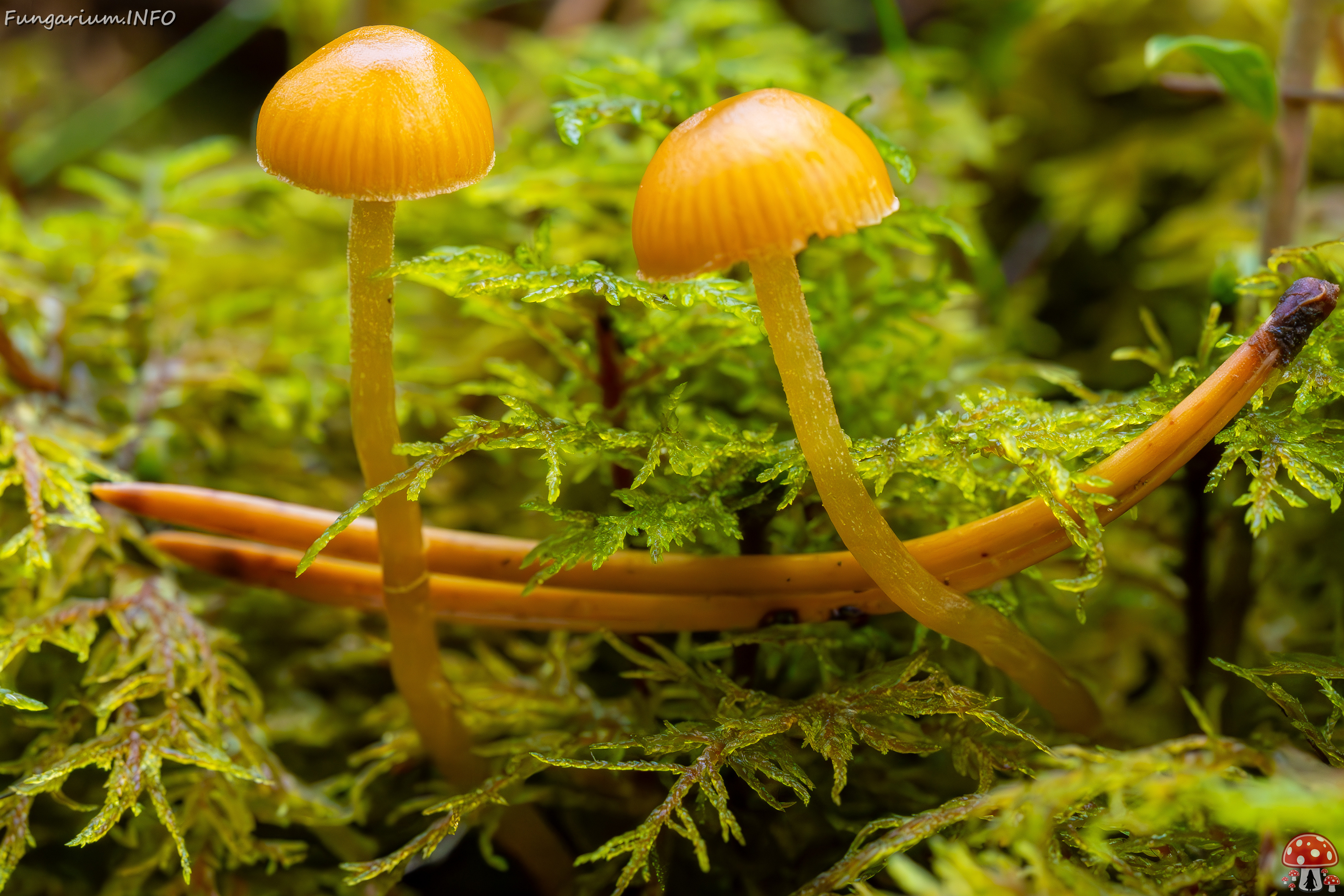 galerina-calyptrata_2024-10-19_1-5 