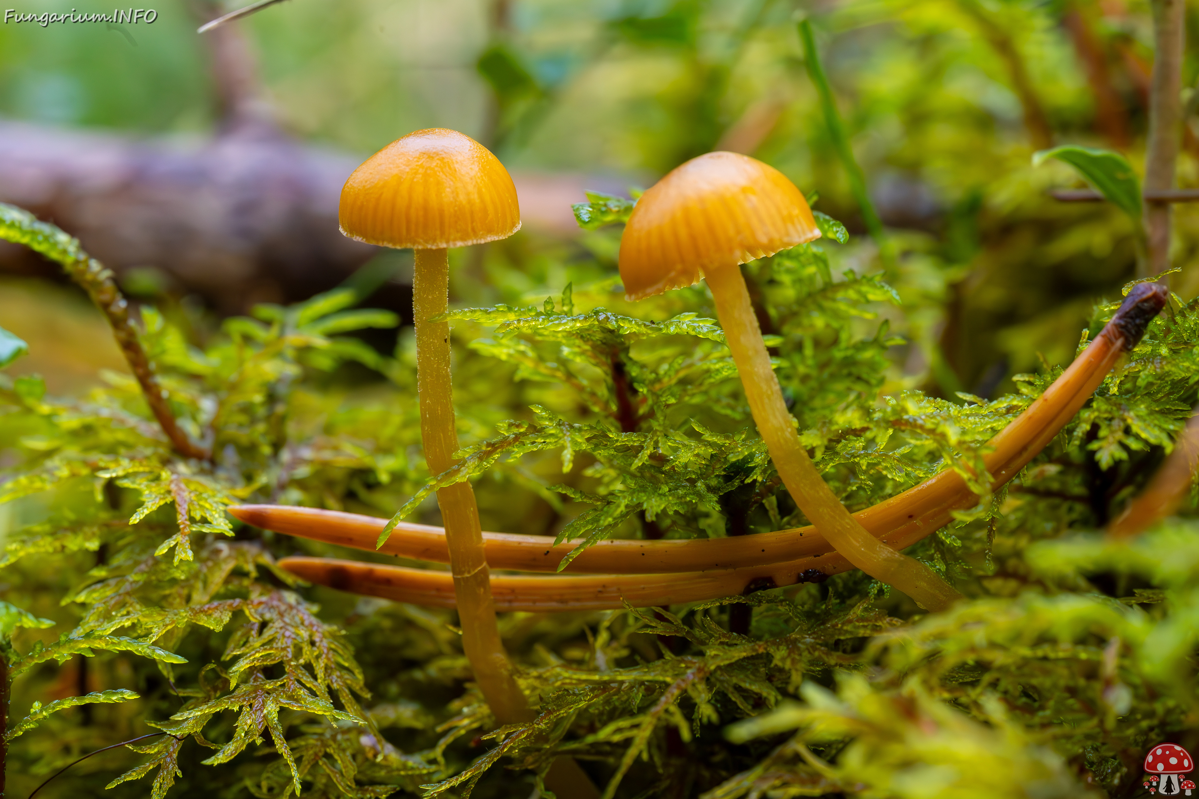 galerina-calyptrata_2024-10-19_1-8 