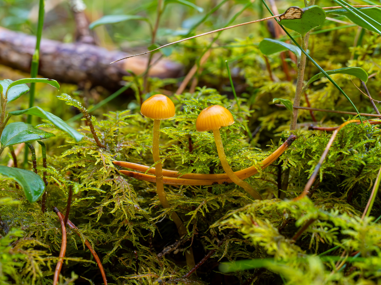 galerina-calyptrata_2024-10-19_1-1