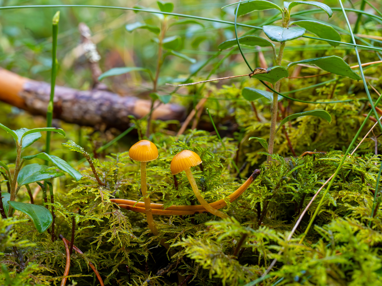 galerina-calyptrata_2024-10-19_1-10