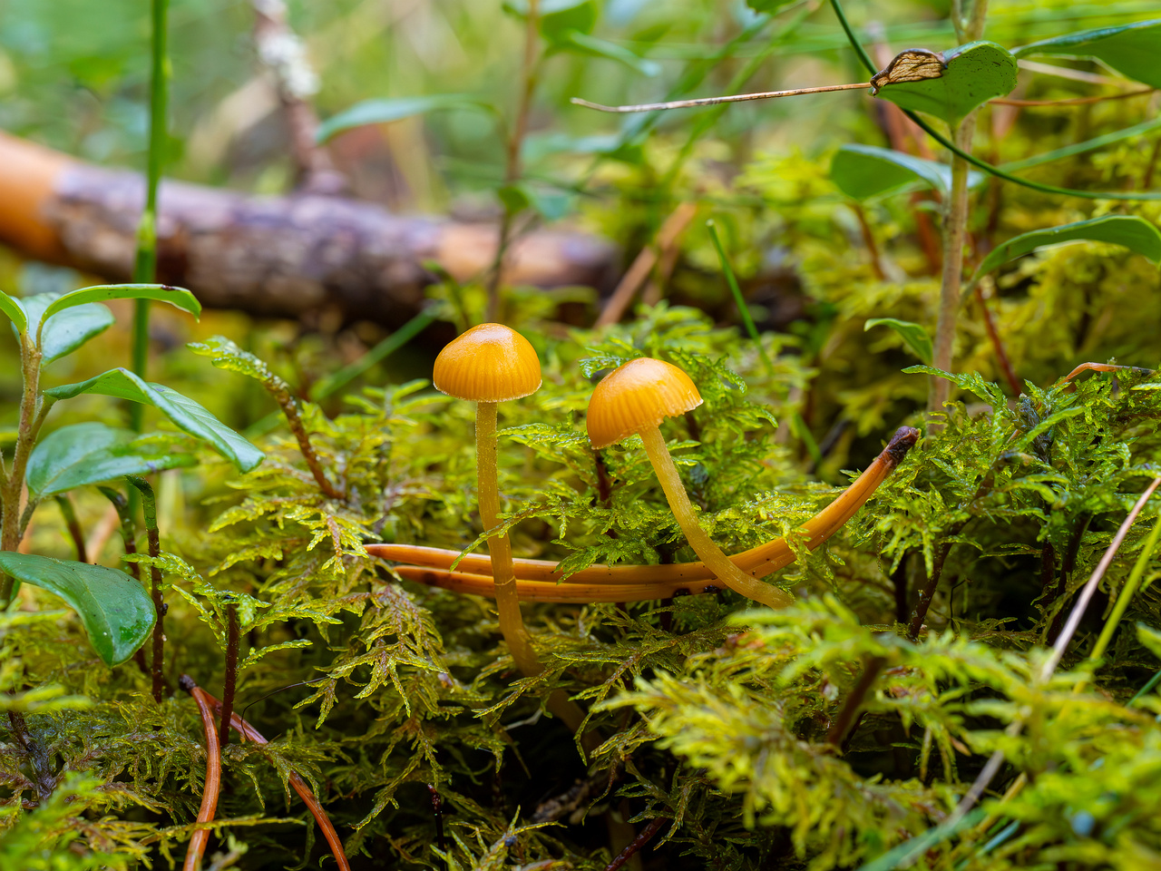 galerina-calyptrata_2024-10-19_1-11