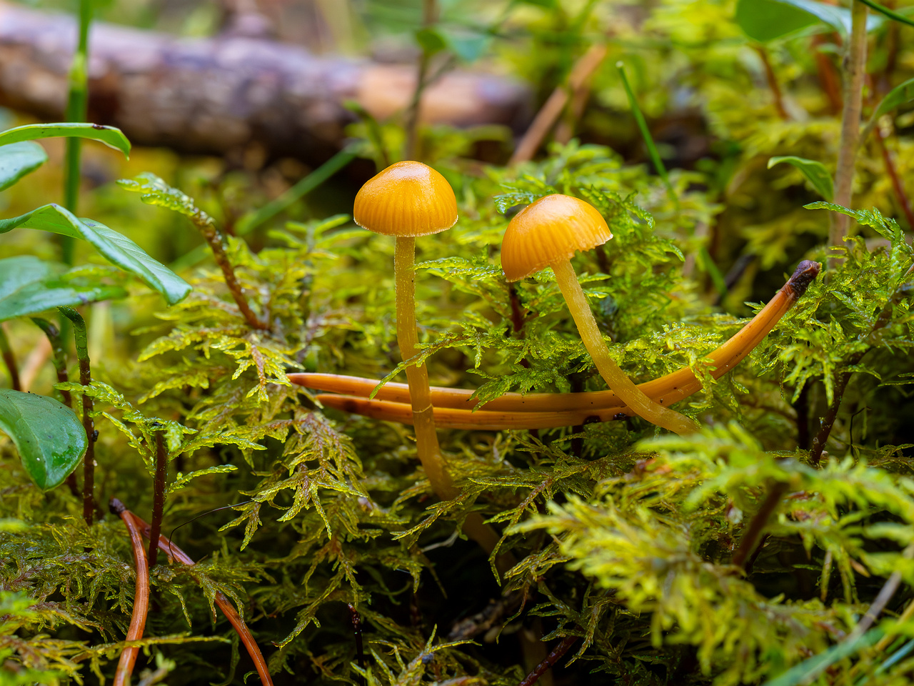 galerina-calyptrata_2024-10-19_1-12