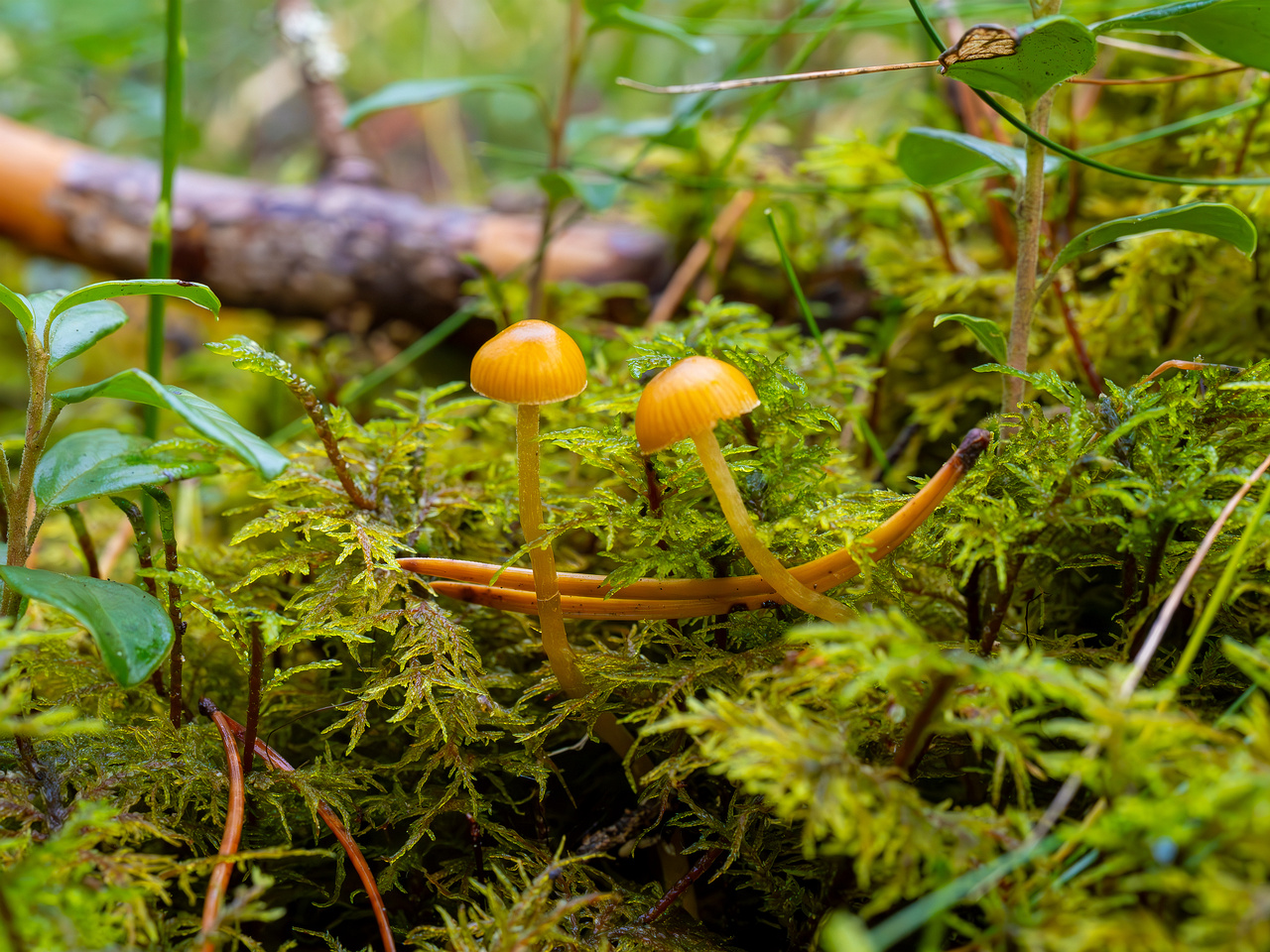 galerina-calyptrata_2024-10-19_1-13