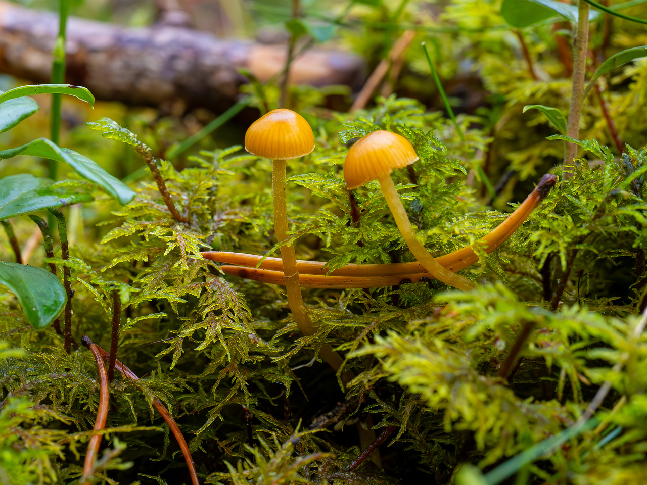 galerina-calyptrata_2024-10-19_1-14