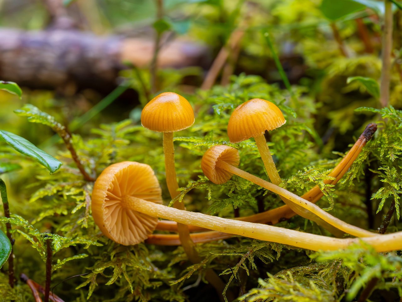 galerina-calyptrata_2024-10-19_1-15