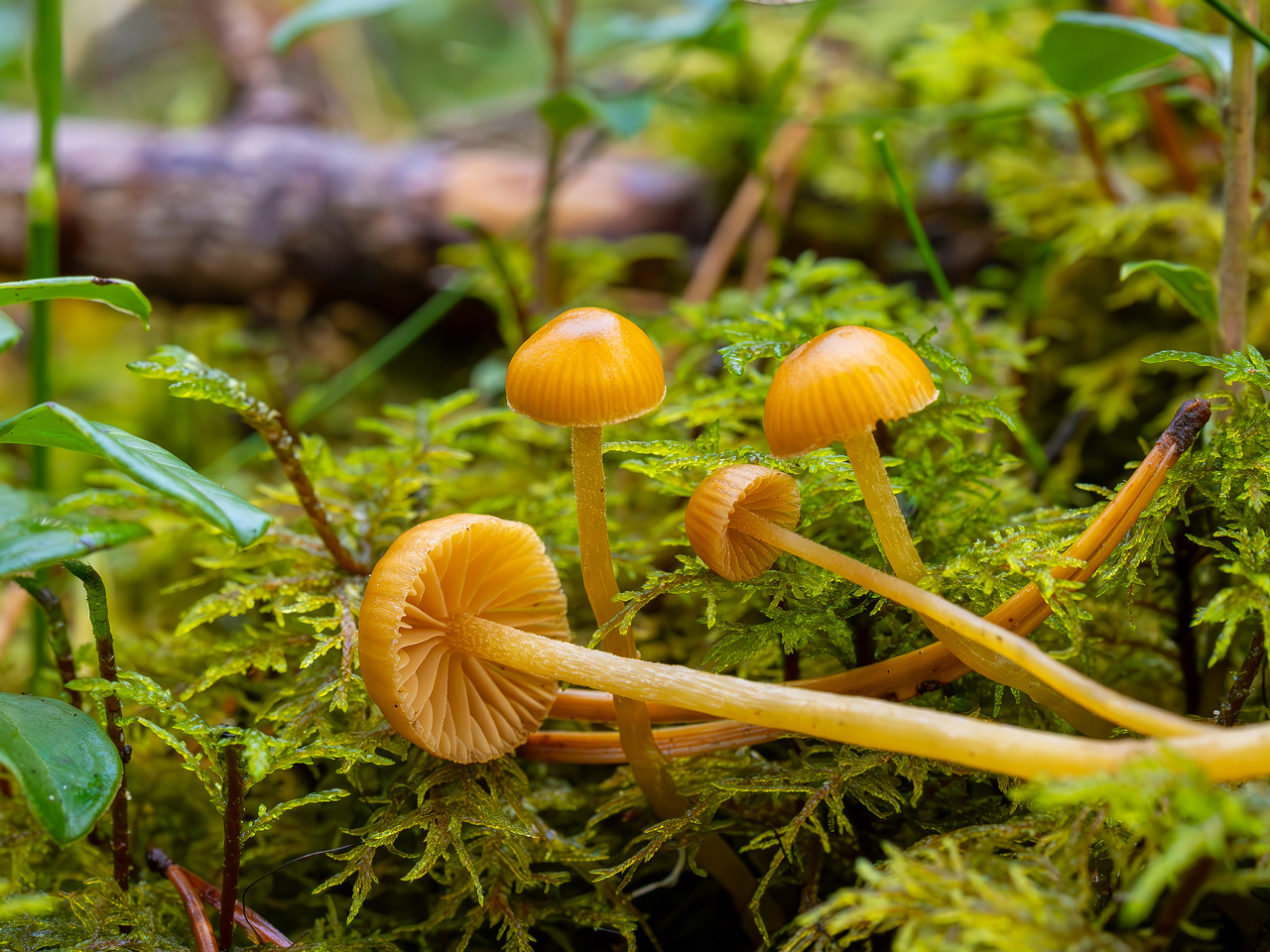 galerina-calyptrata_2024-10-19_1-16