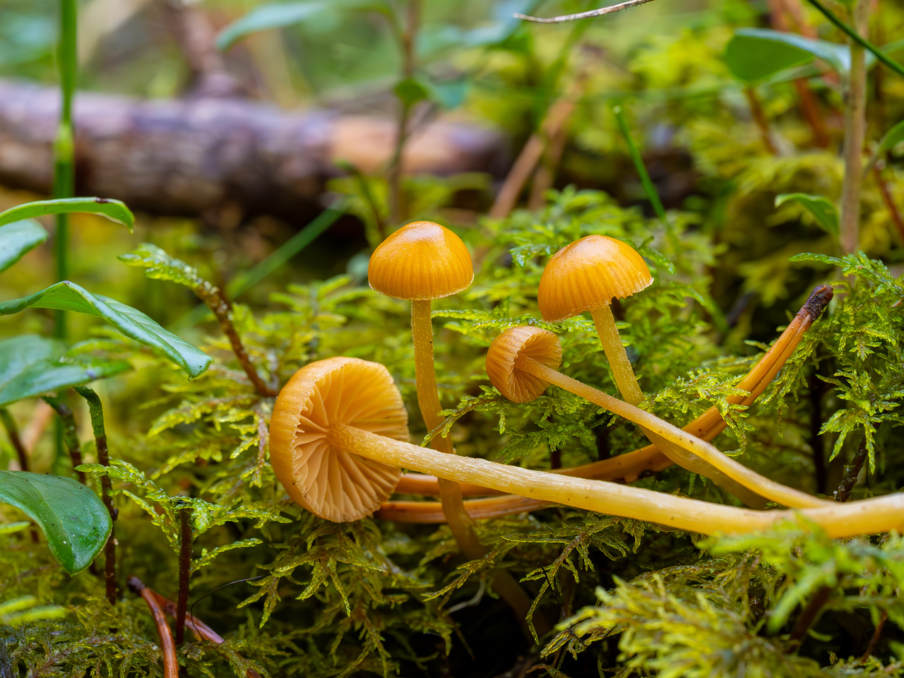 galerina-calyptrata_2024-10-19_1-17