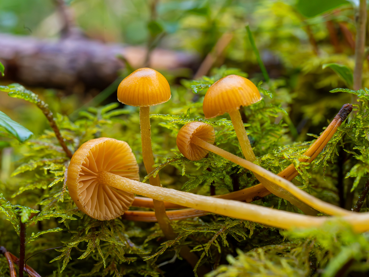 galerina-calyptrata_2024-10-19_1-18