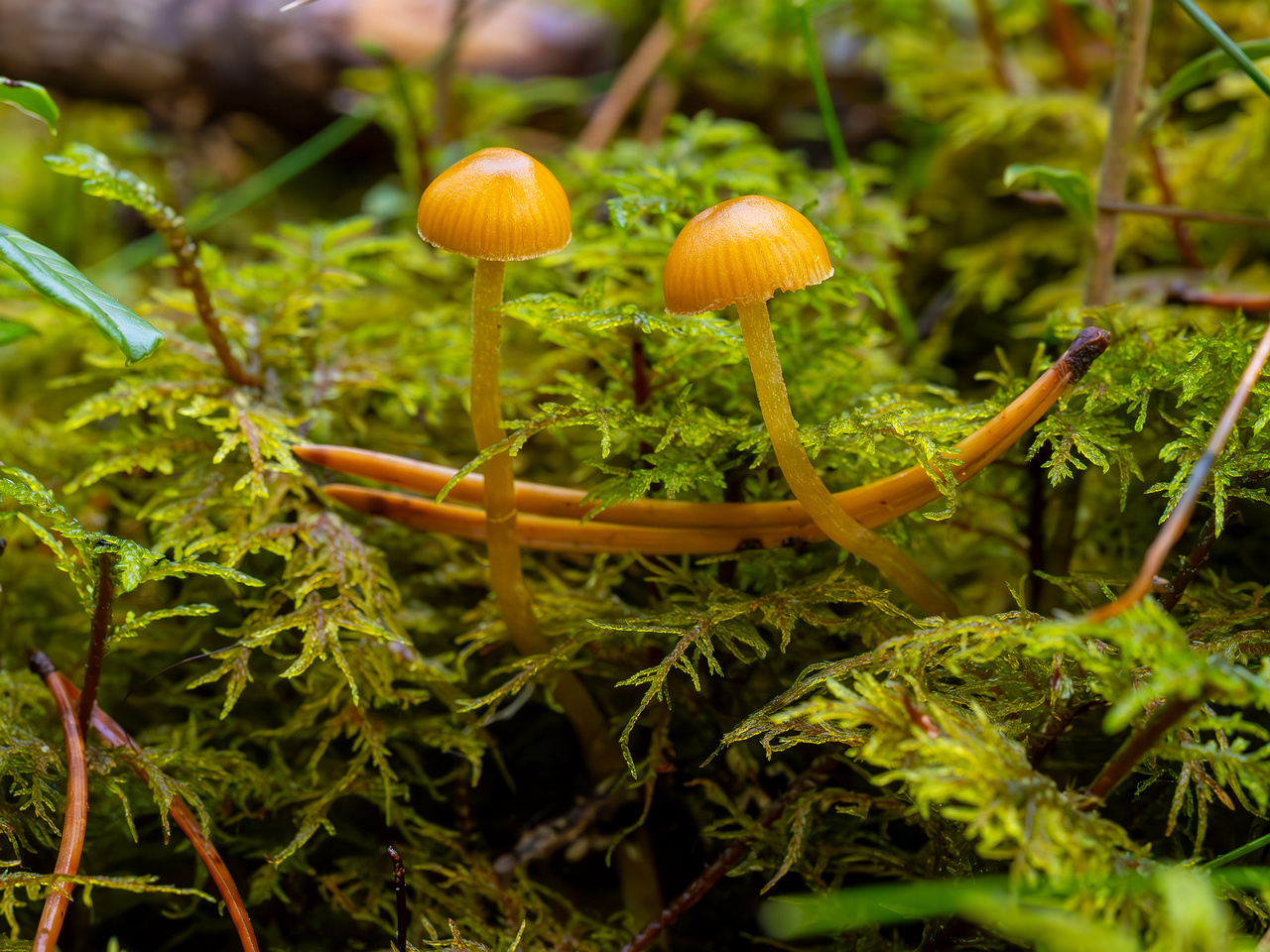 galerina-calyptrata_2024-10-19_1-2