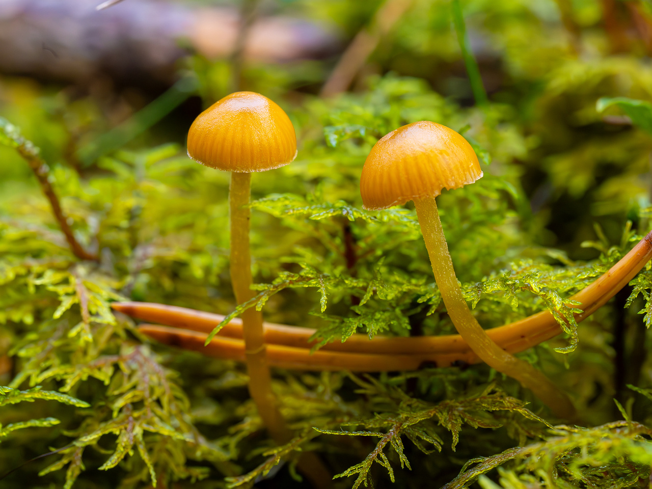 galerina-calyptrata_2024-10-19_1-3