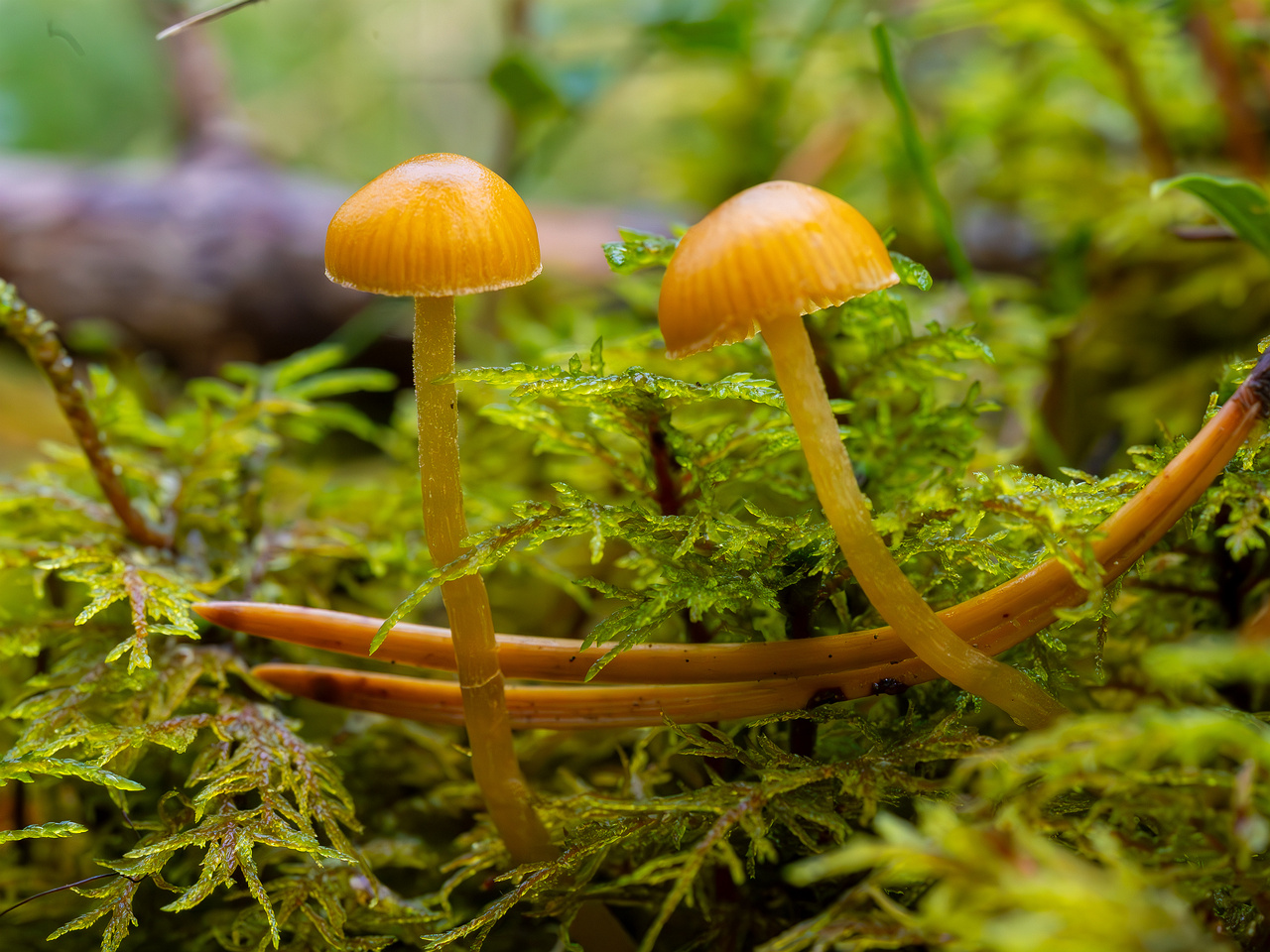 galerina-calyptrata_2024-10-19_1-8