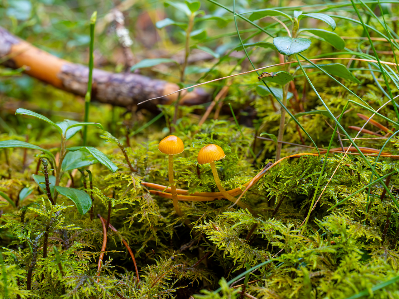 galerina-calyptrata_2024-10-19_1-9