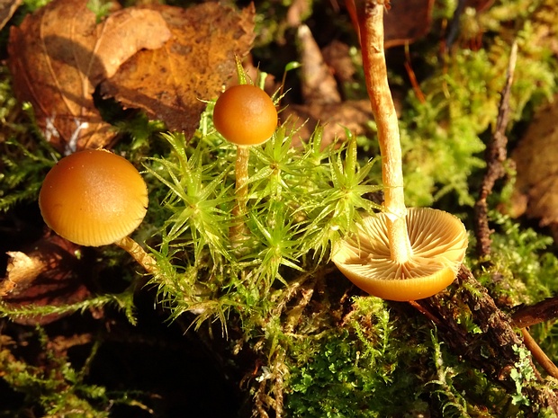 Galerina marginata - Галерина окаймлённая - Funeral Bell - Geflecktblättriger Galerina