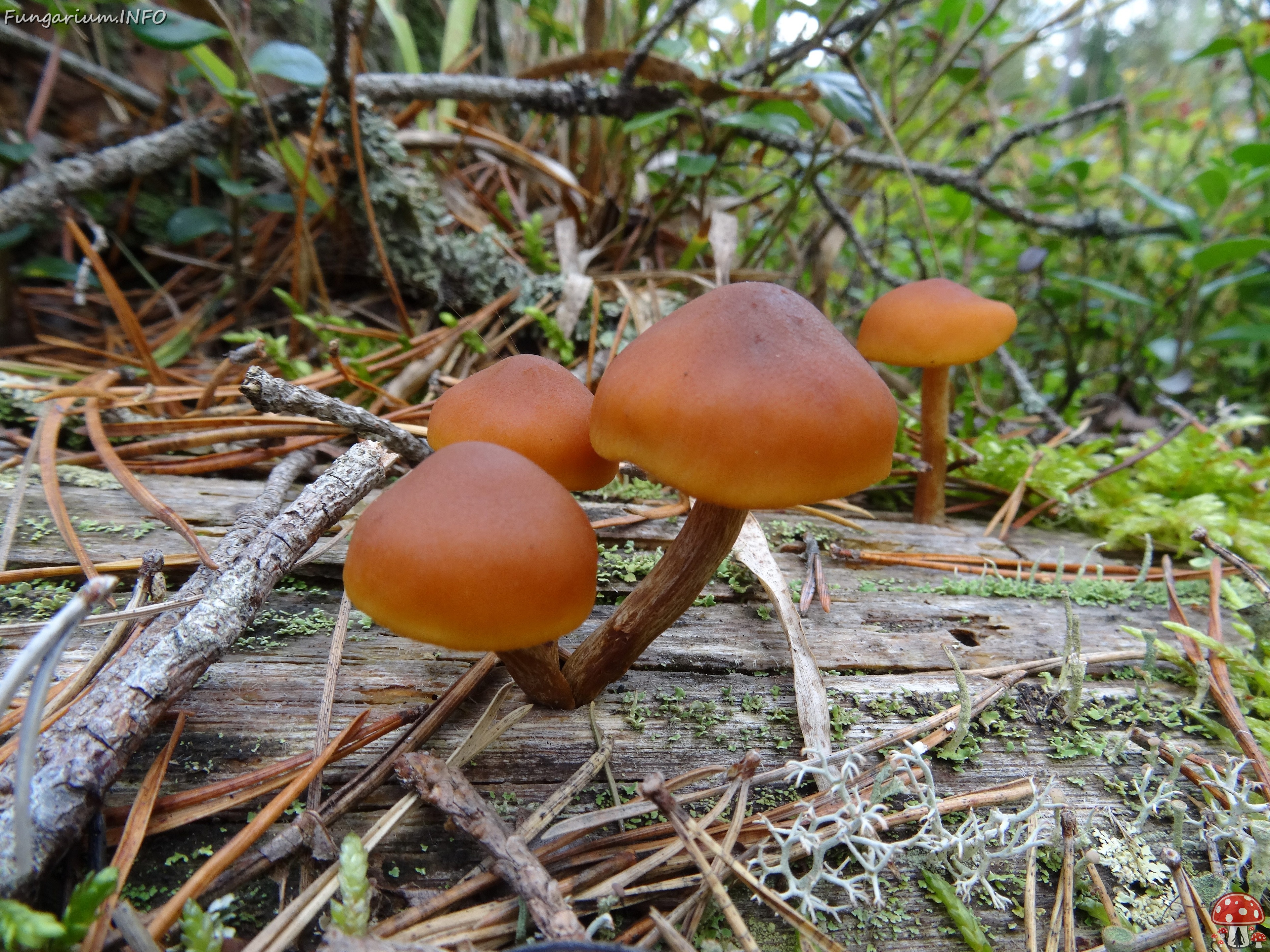 fungi-0000066 