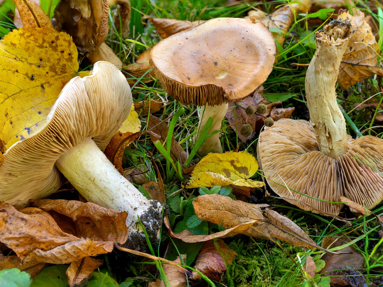 Hebeloma sinapizans _2026-09-15_1-1