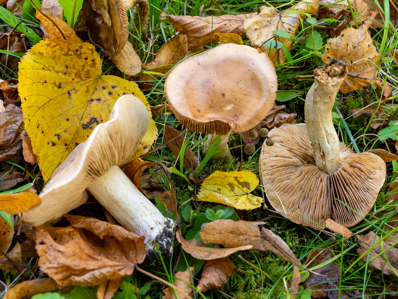Hebeloma sinapizans _2026-09-15_2-1
