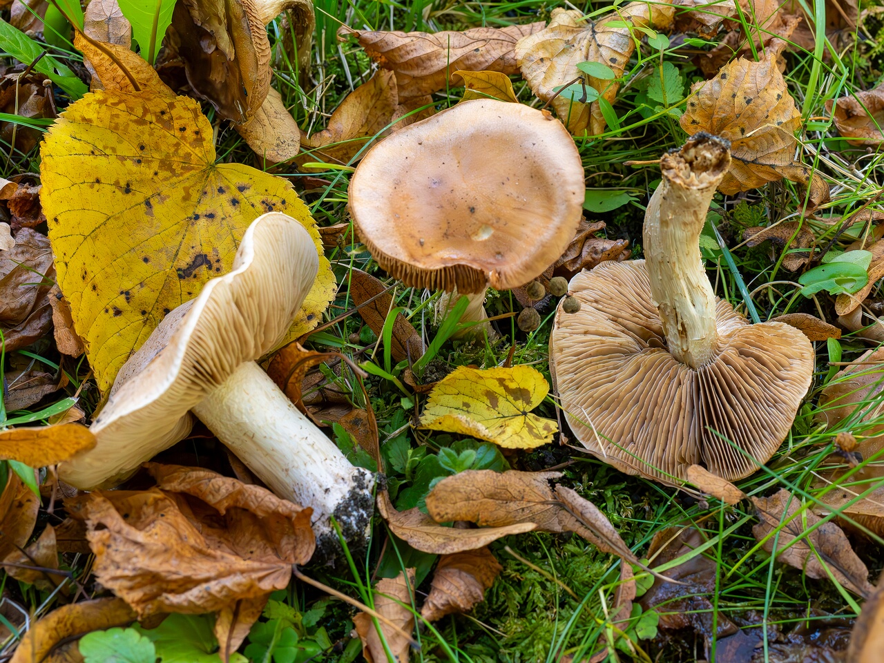 Hebeloma sinapizans _2026-09-15_2-2
