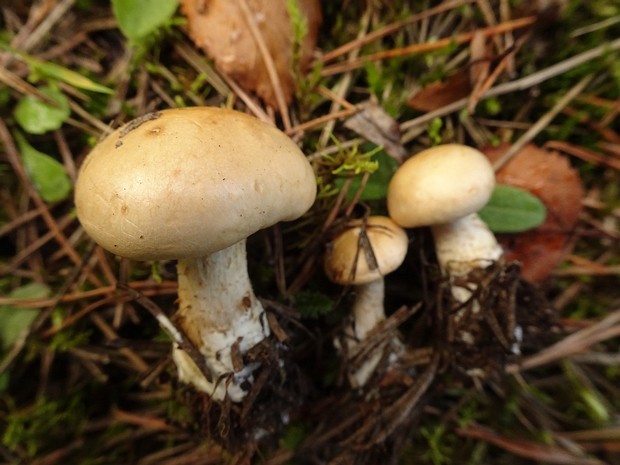 Hebeloma laterinum - Гебелома кирпичная - Brick Red Hebeloma - Ziegelrotes Hebeloma