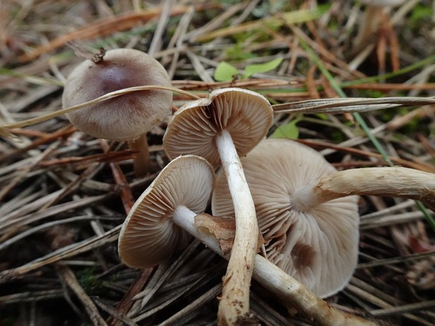 Hebeloma mesophaeum - Гебелома опоясанная - Veiled Poisonpie - Gürtelfleischiger Helmling