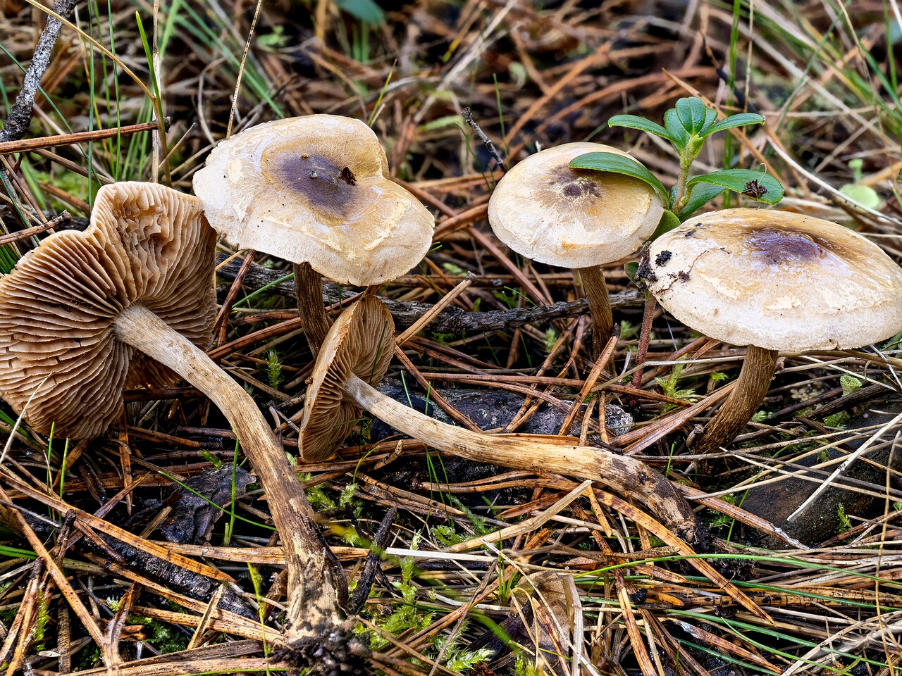 !Hebeloma mesophaeum _2026-09-14_1-1