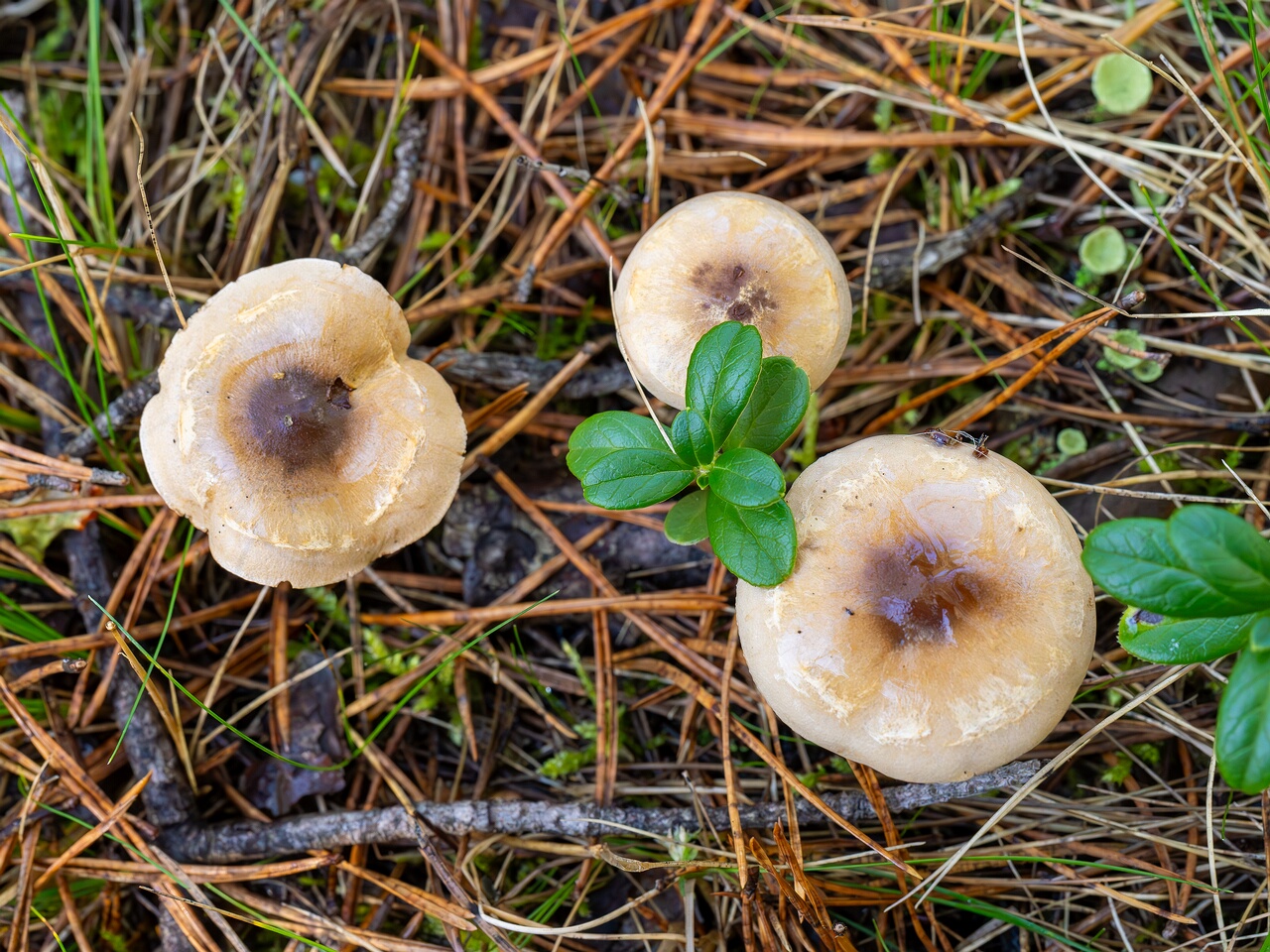 Hebeloma mesophaeum _2026-09-14_2-1
