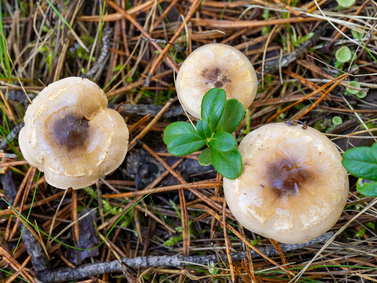 Hebeloma mesophaeum _2026-09-14_2-2