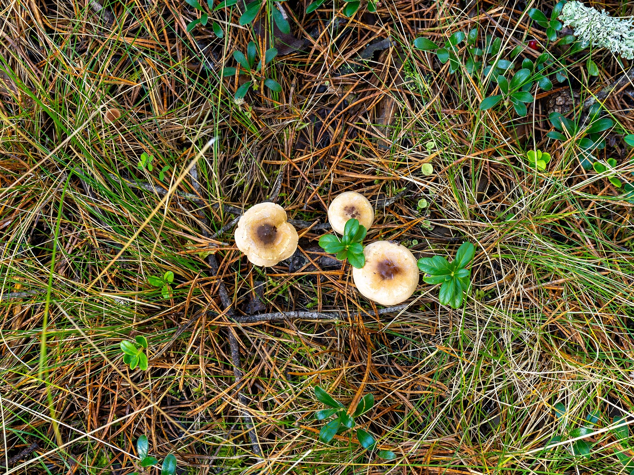Hebeloma mesophaeum _2026-09-14_2-3