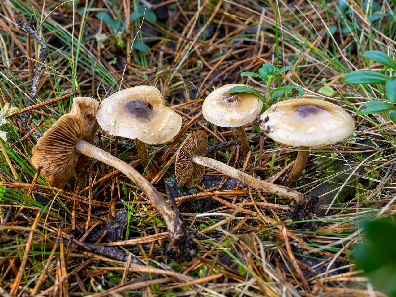 Hebeloma mesophaeum _2026-09-14_2-4