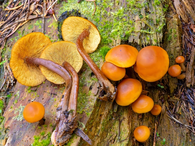 Гимнопил горький - Gymnopilus picreus