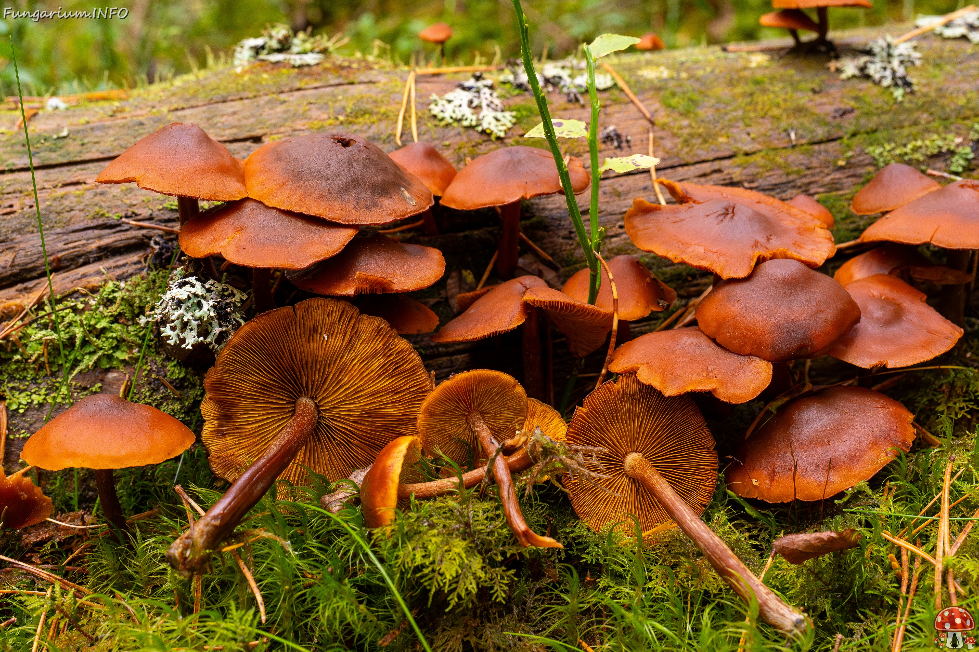 !Gymnopilus picreus _2025-09-21_1-1 
