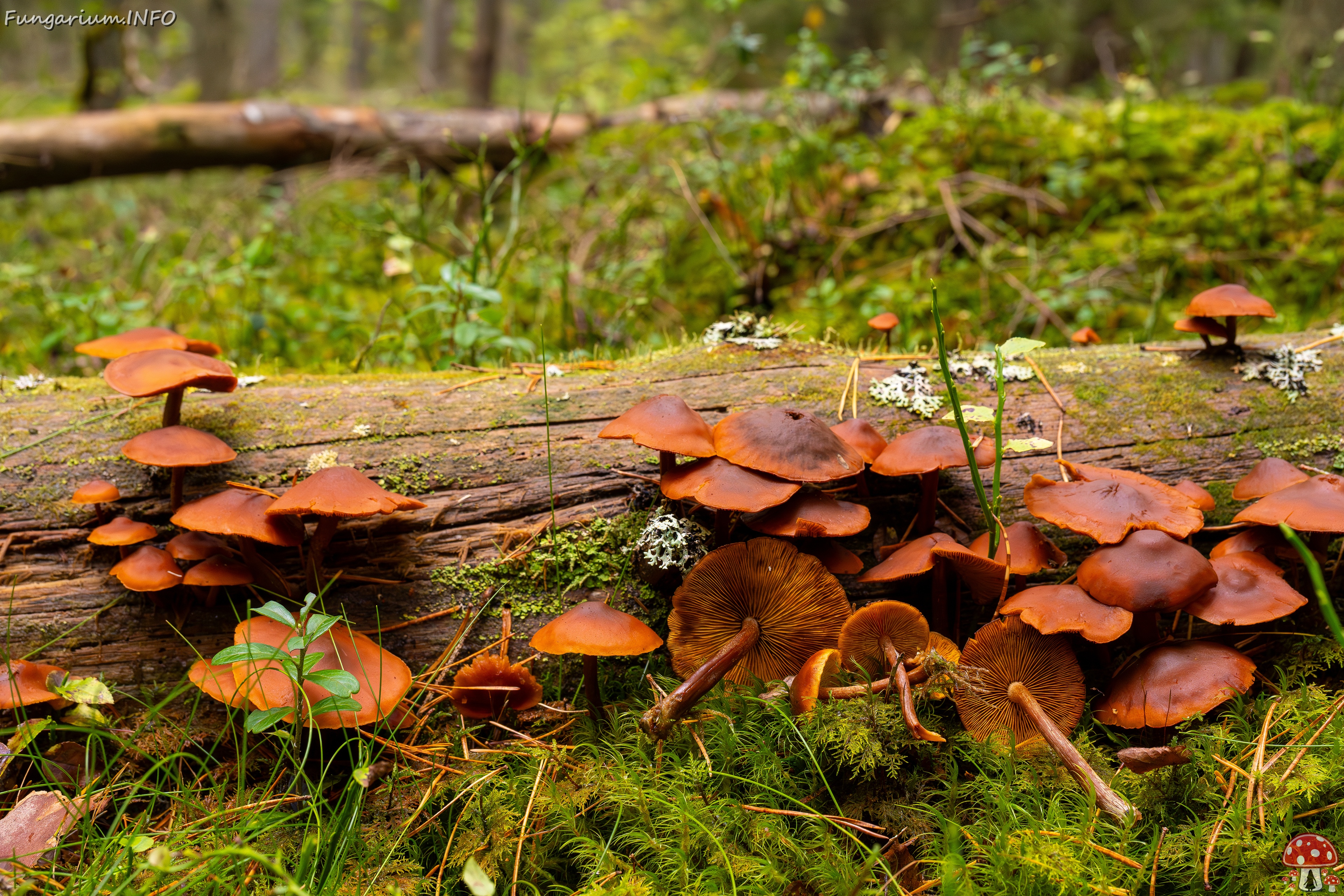 Gymnopilus picreus _2025-09-21_1-10 