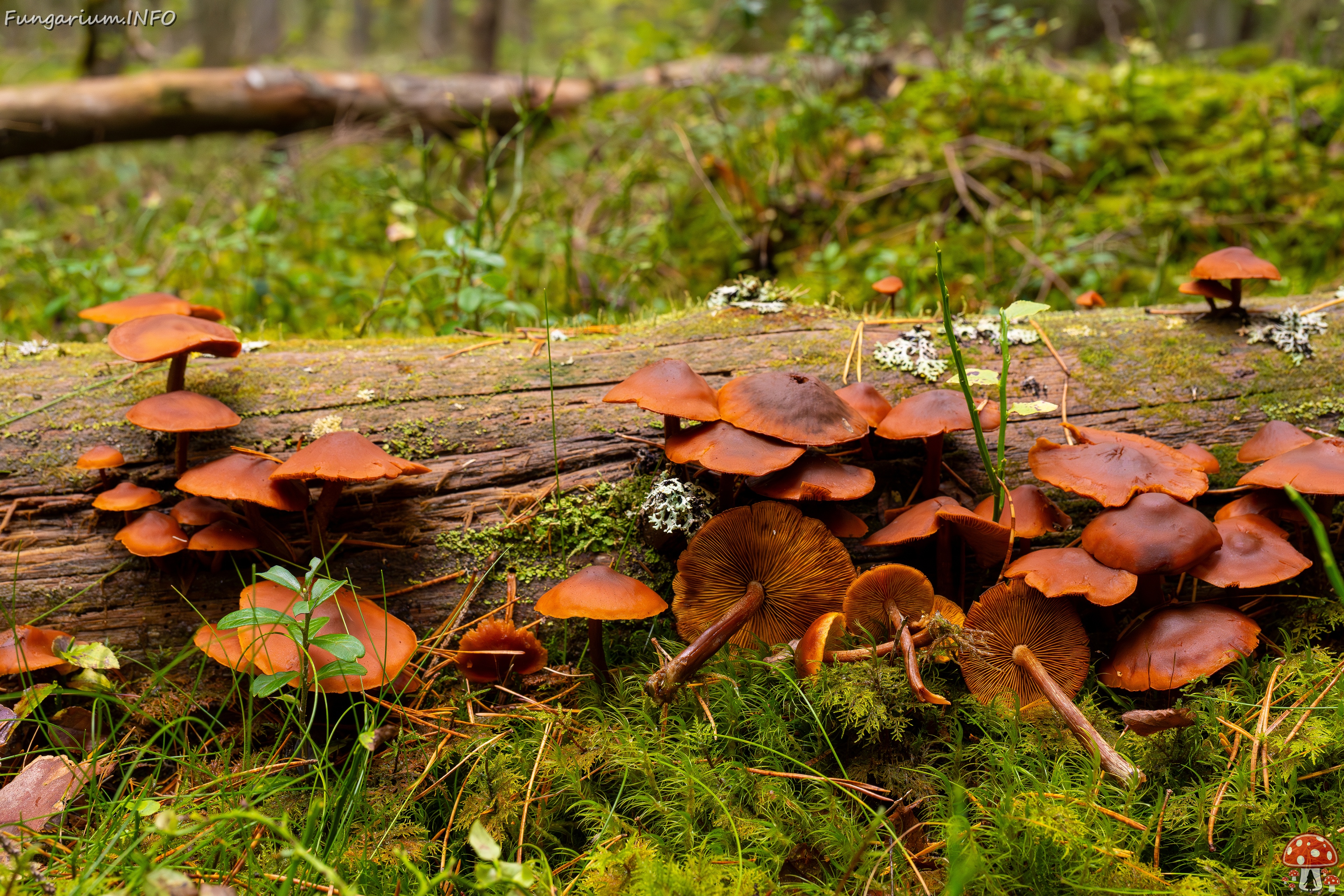 Gymnopilus picreus _2025-09-21_1-11 