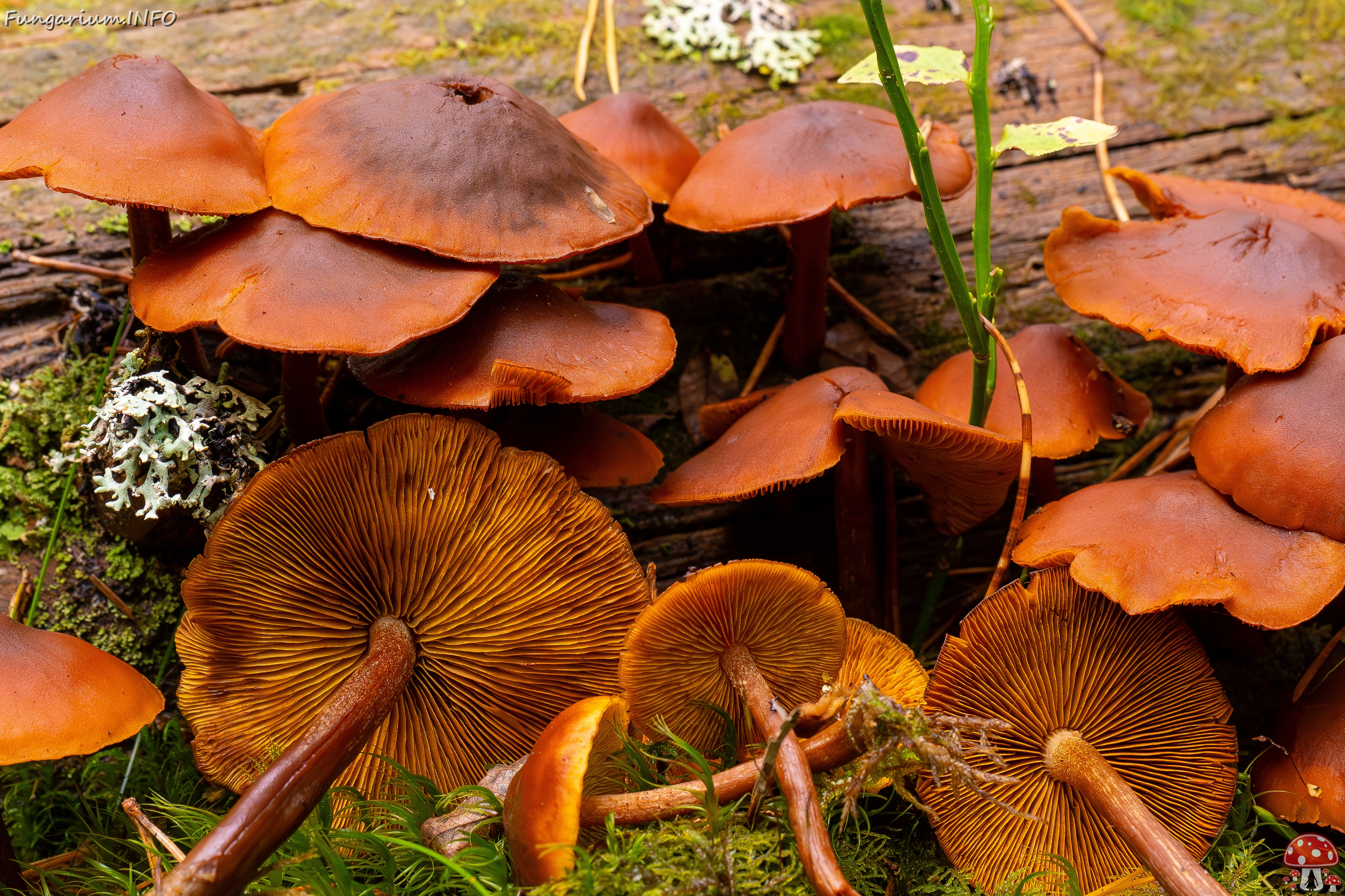 Gymnopilus picreus _2025-09-21_1-2 