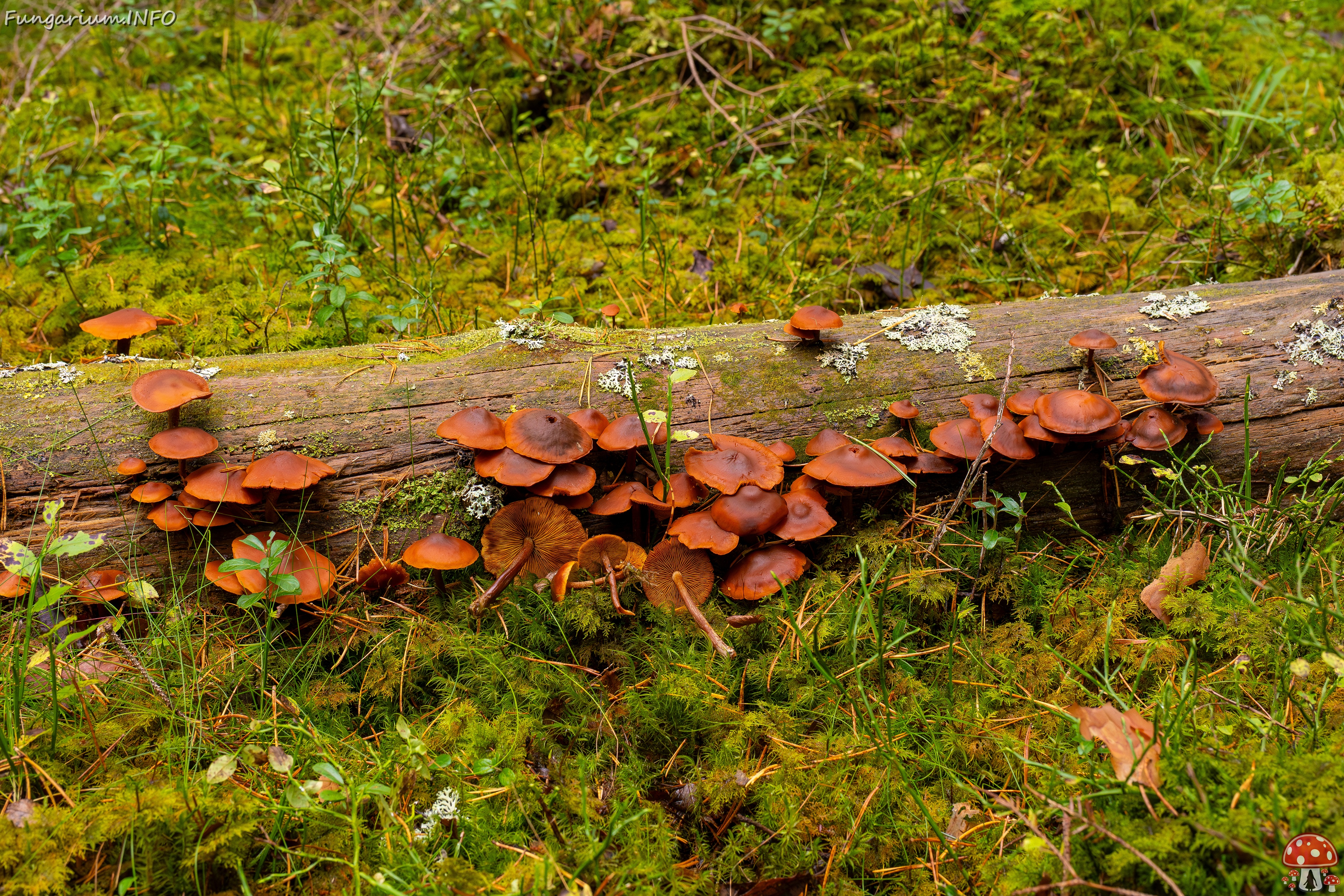 Gymnopilus picreus _2025-09-21_1-3 