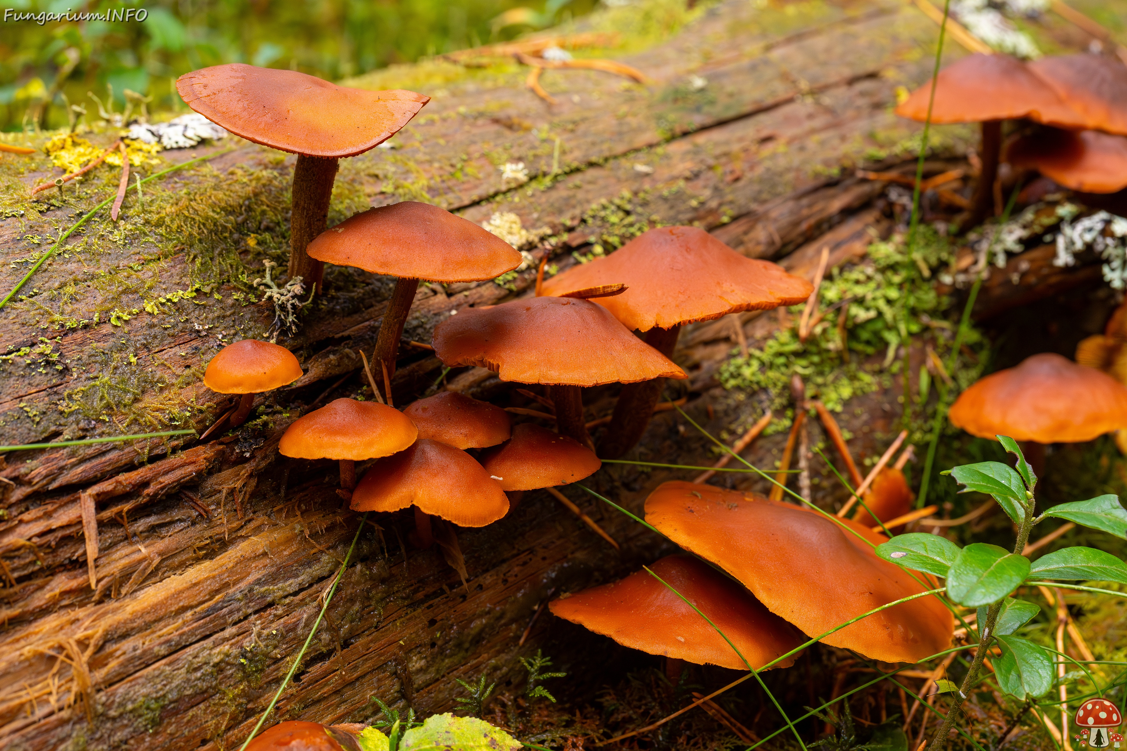 Gymnopilus picreus _2025-09-21_1-4 