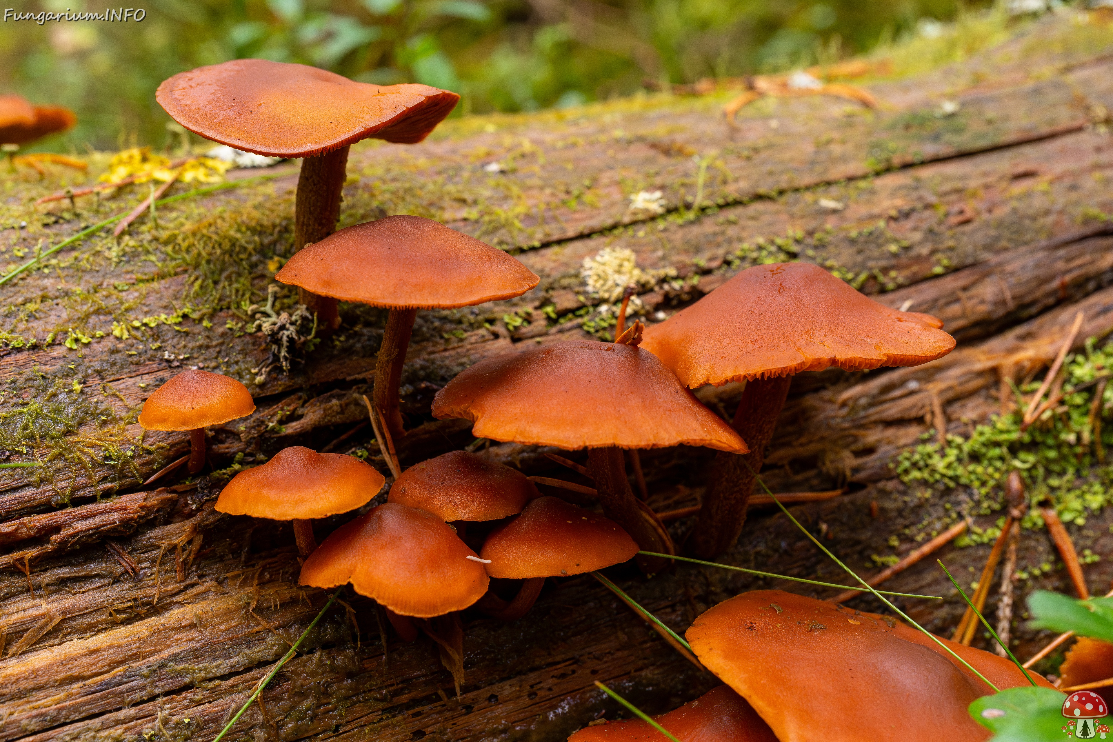 Gymnopilus picreus _2025-09-21_1-5 