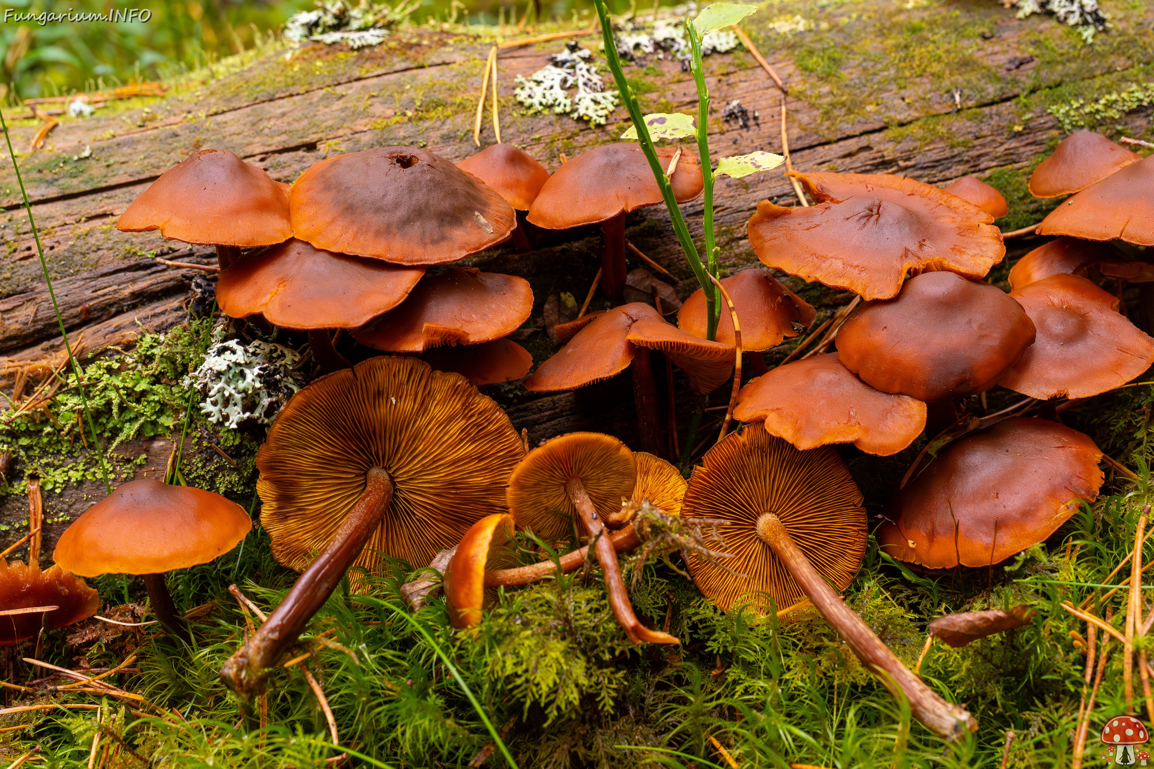 Gymnopilus picreus _2025-09-21_1-6 