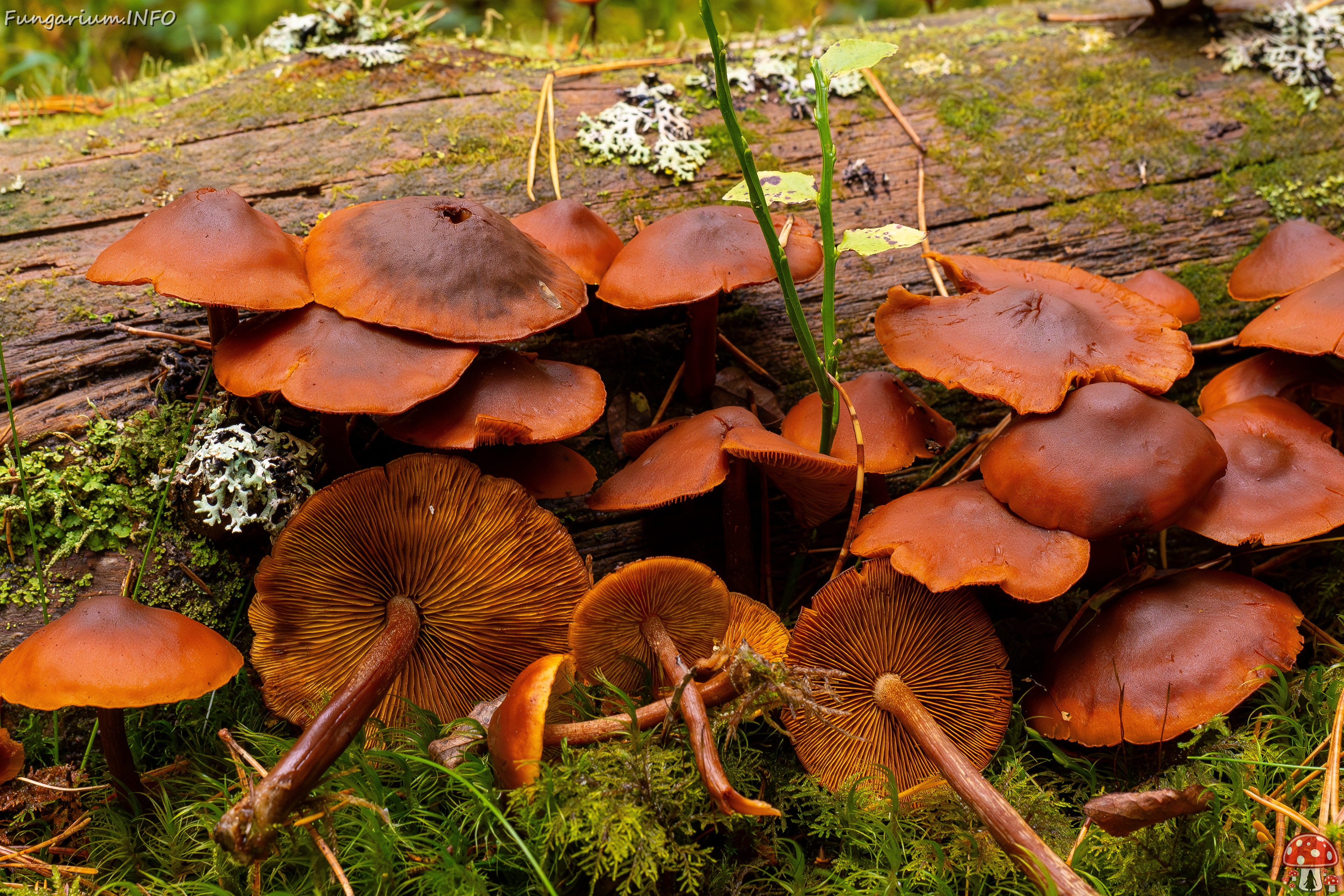 Gymnopilus picreus _2025-09-21_1-8 