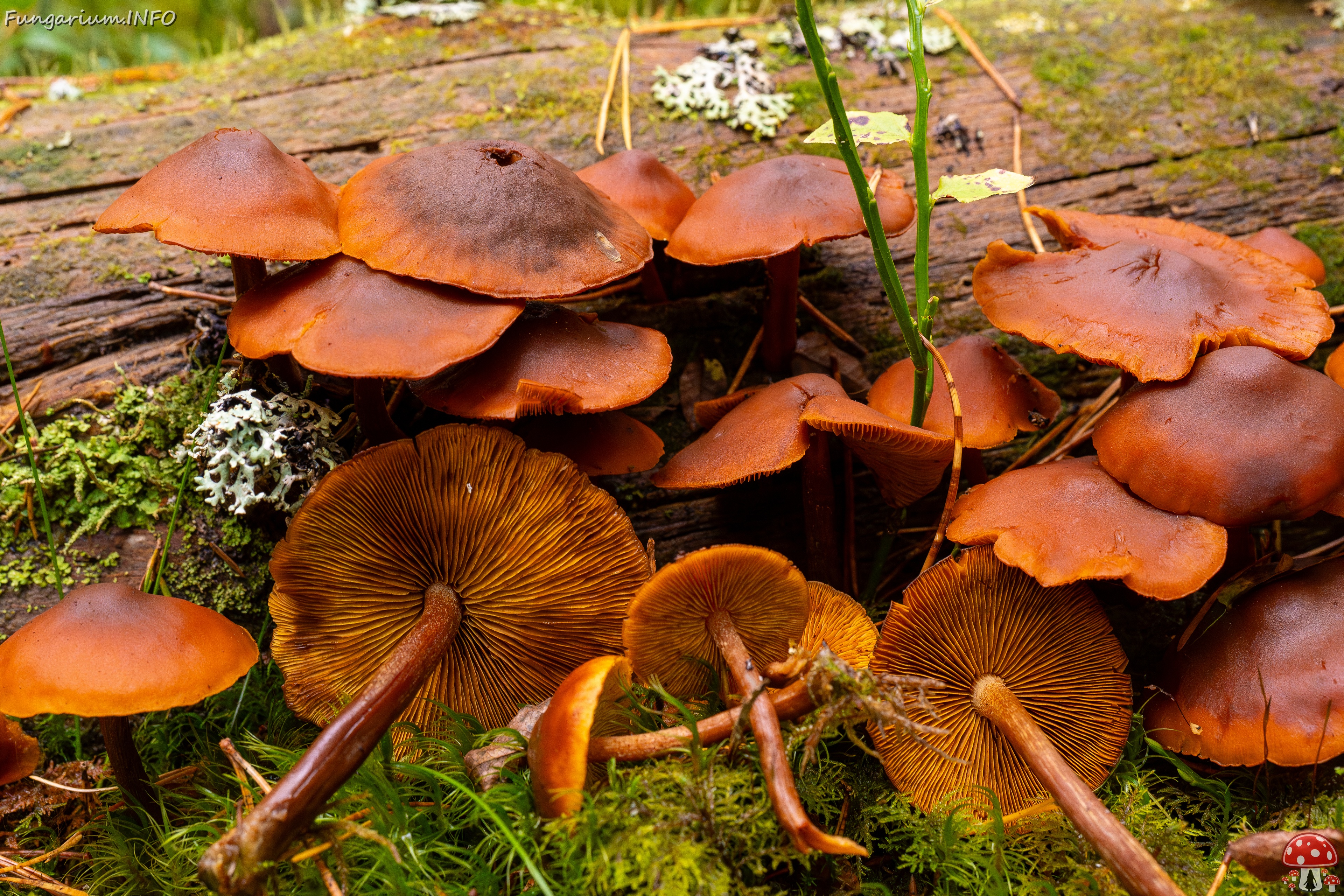 Gymnopilus picreus _2025-09-21_1-9 
