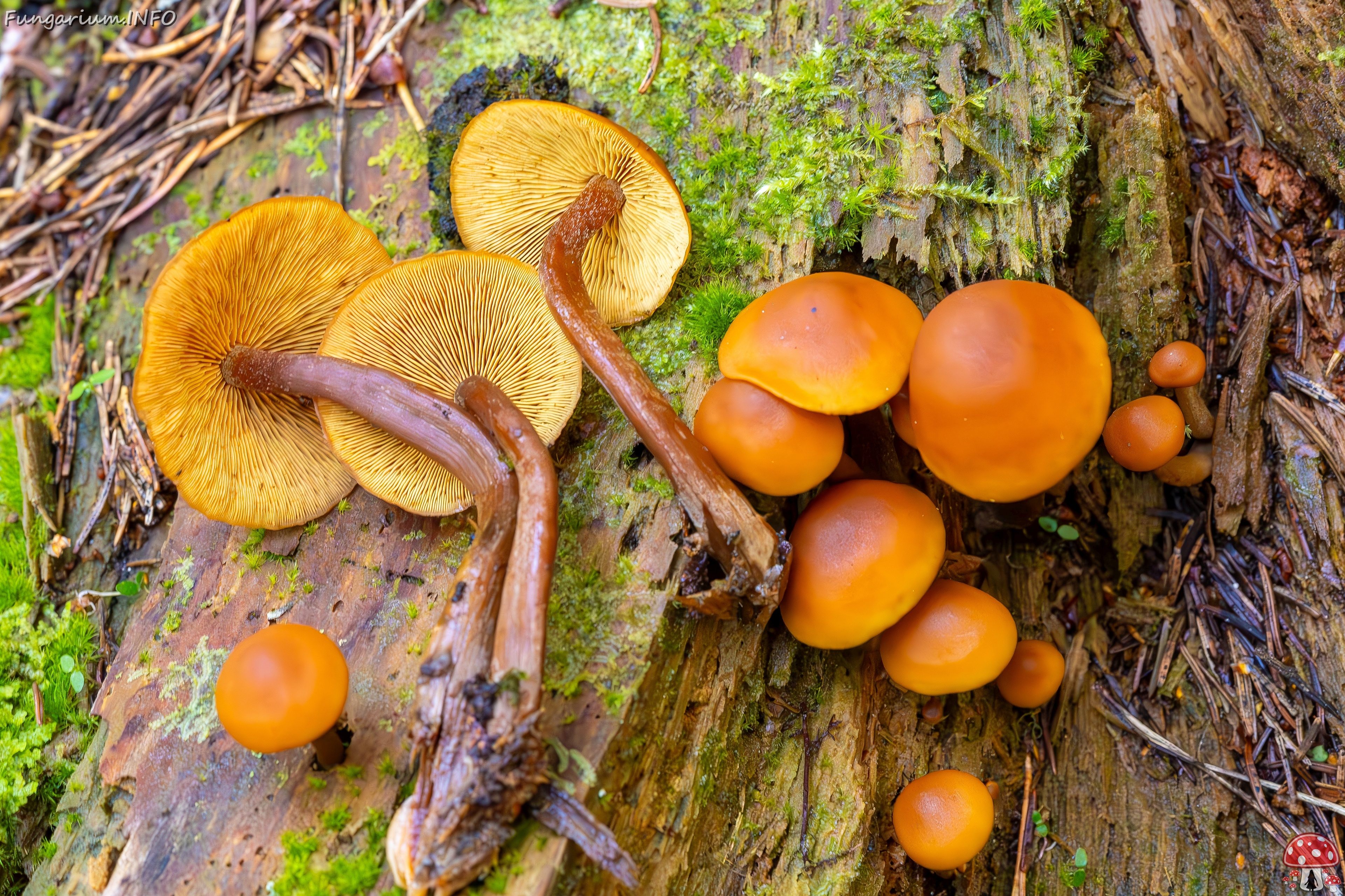 galerina-marginata_2023-09-14_1-17_ 
