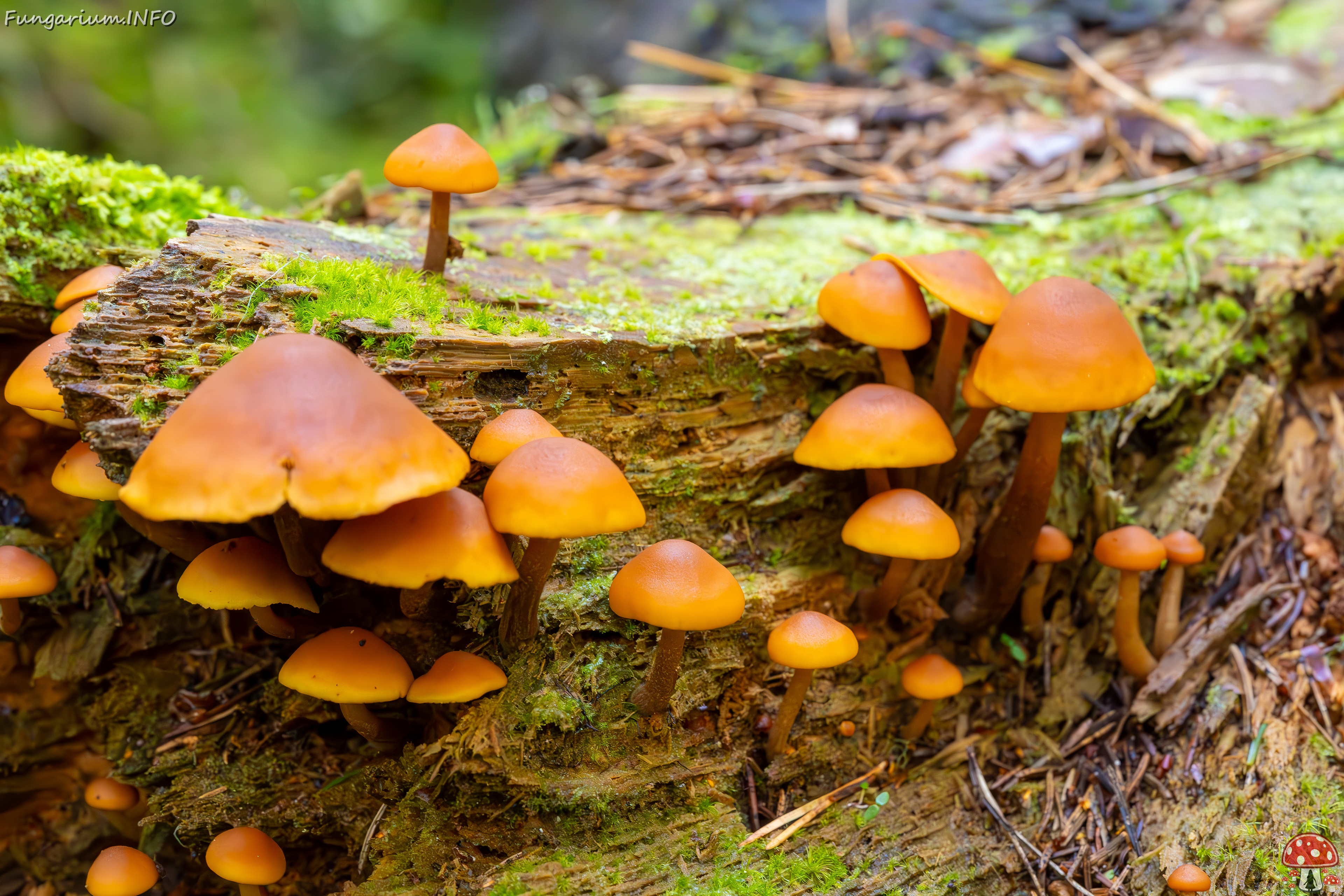 gymnopilus-picreus_2023-09-14_1-10 