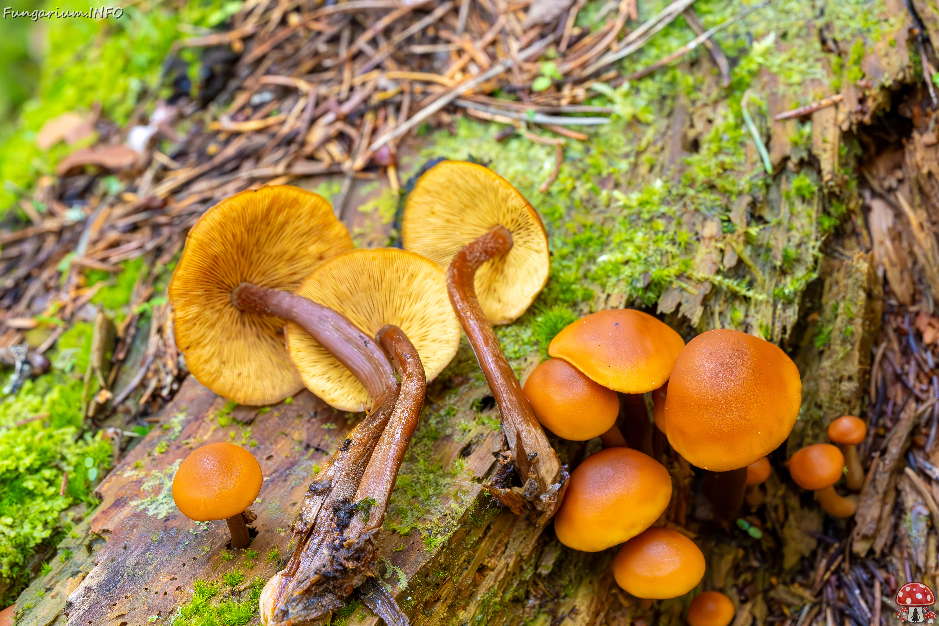 gymnopilus-picreus_2023-09-14_1-11 