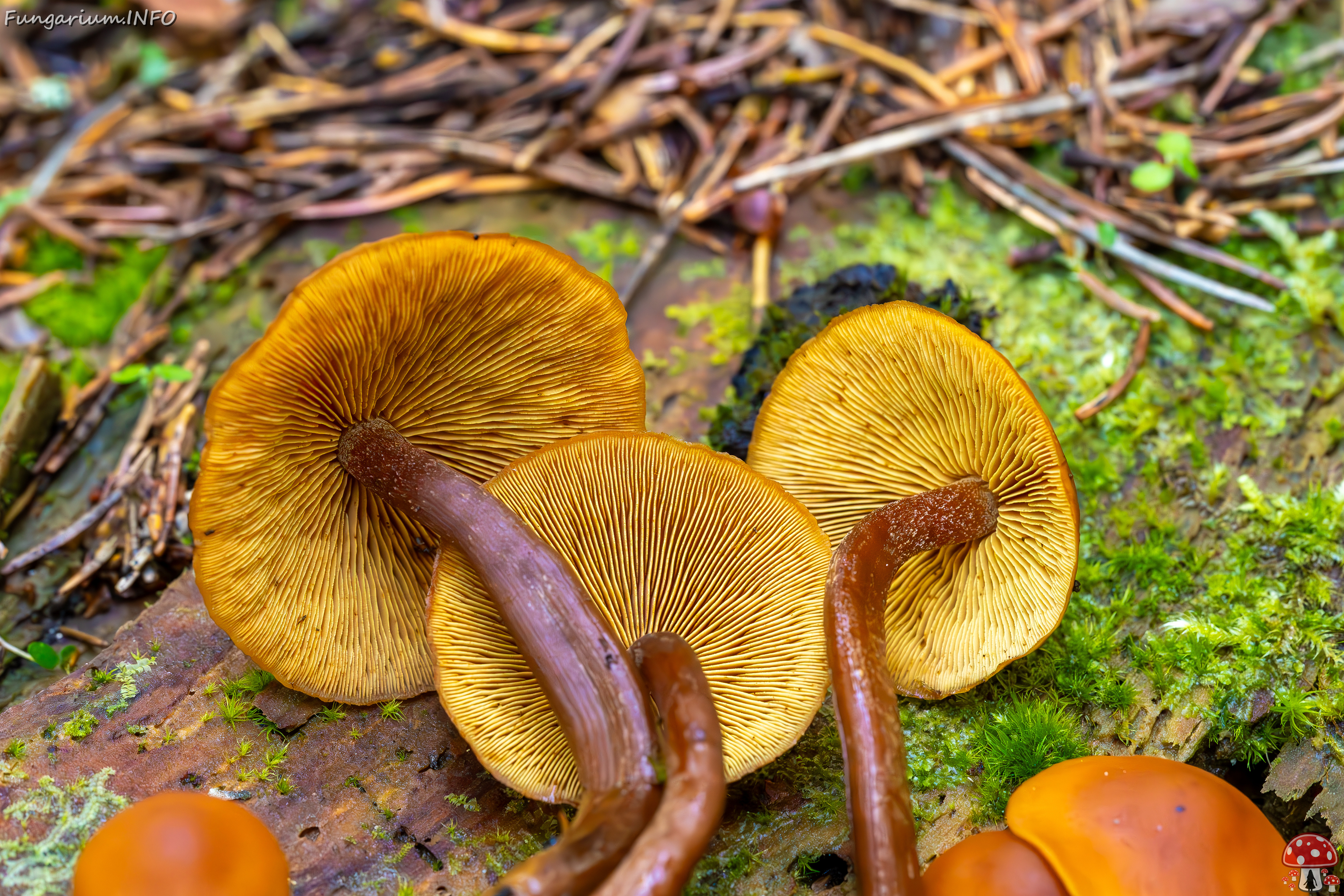 gymnopilus-picreus_2023-09-14_1-12 