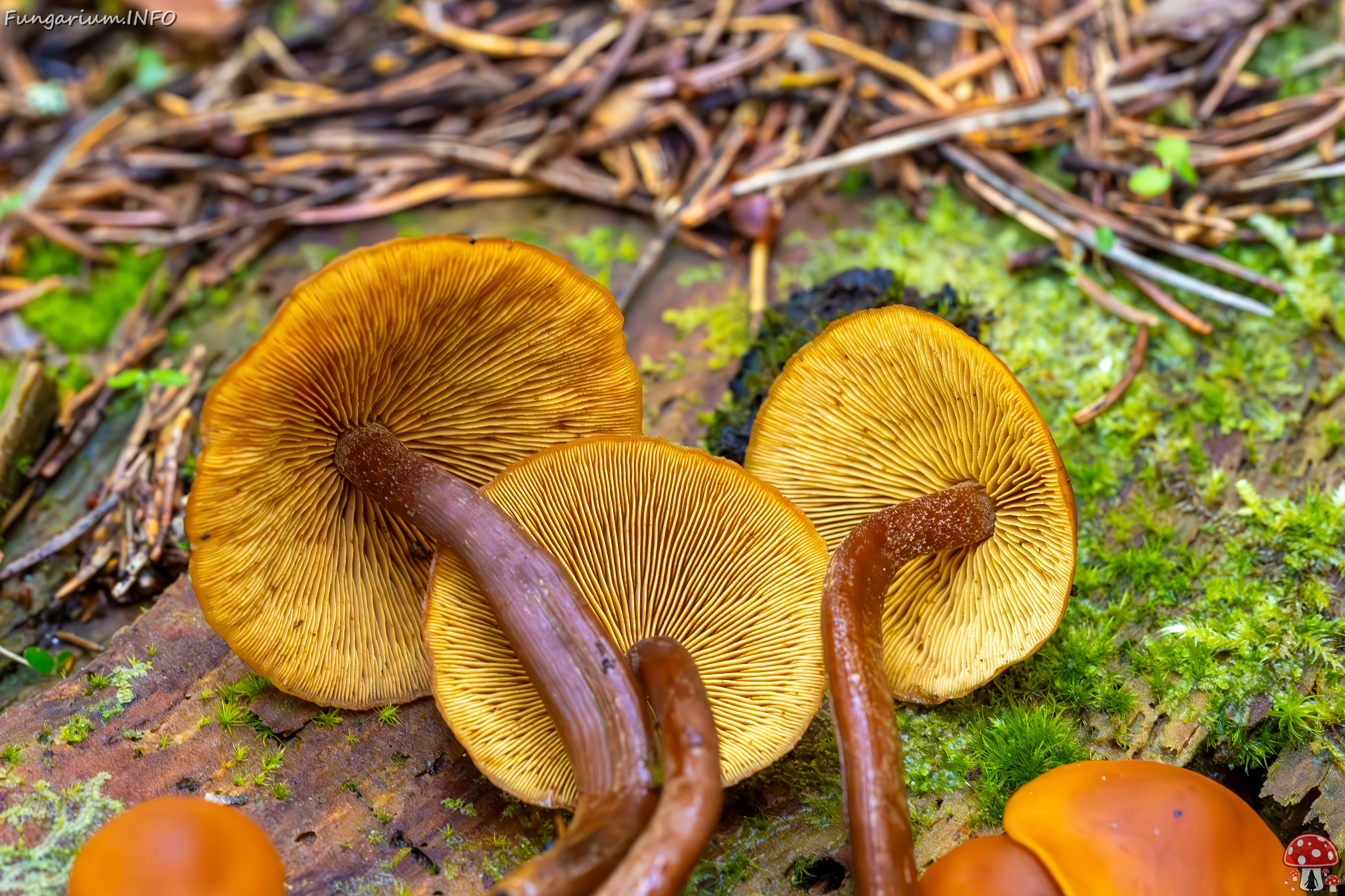 gymnopilus-picreus_2023-09-14_1-13 