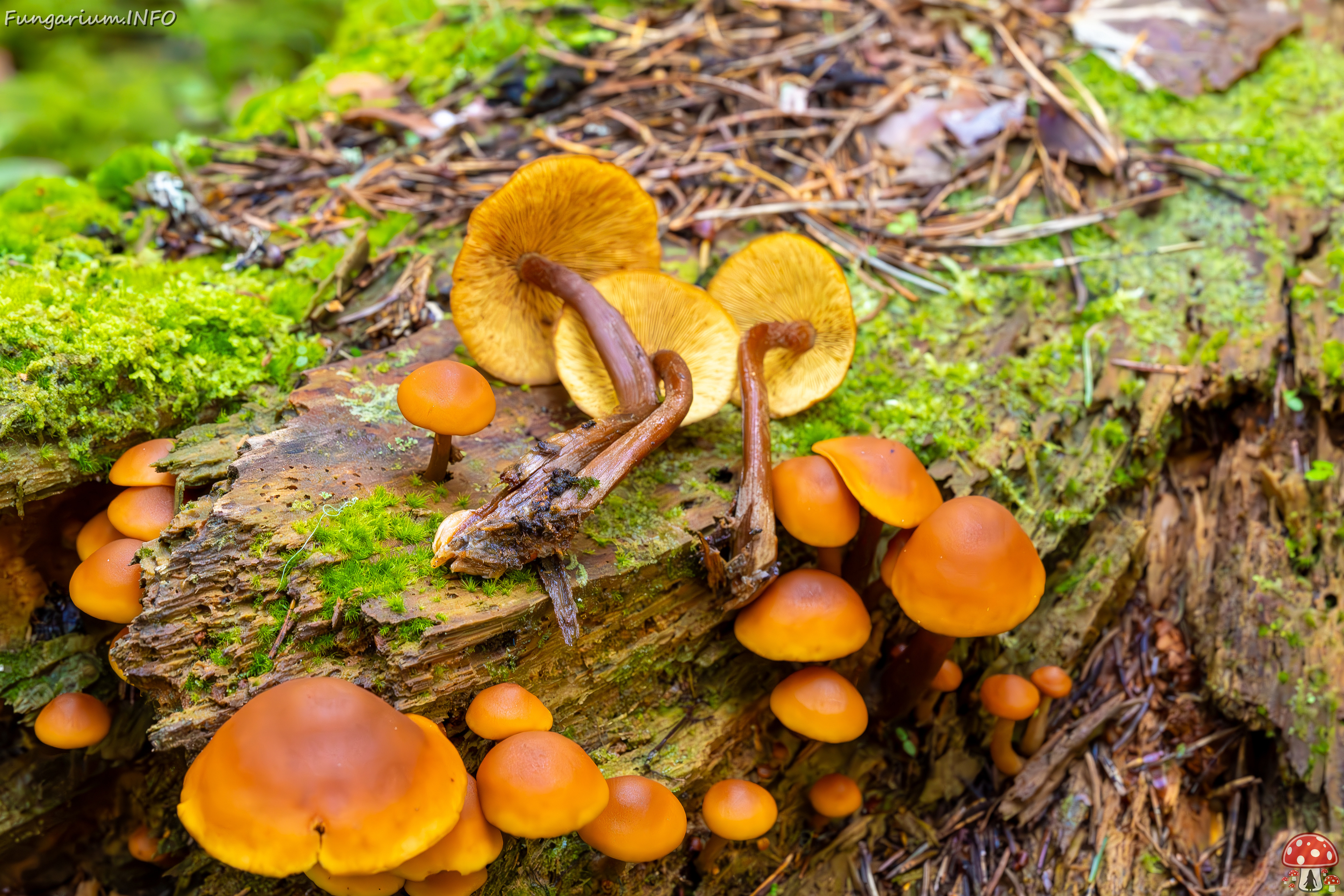 gymnopilus-picreus_2023-09-14_1-15 