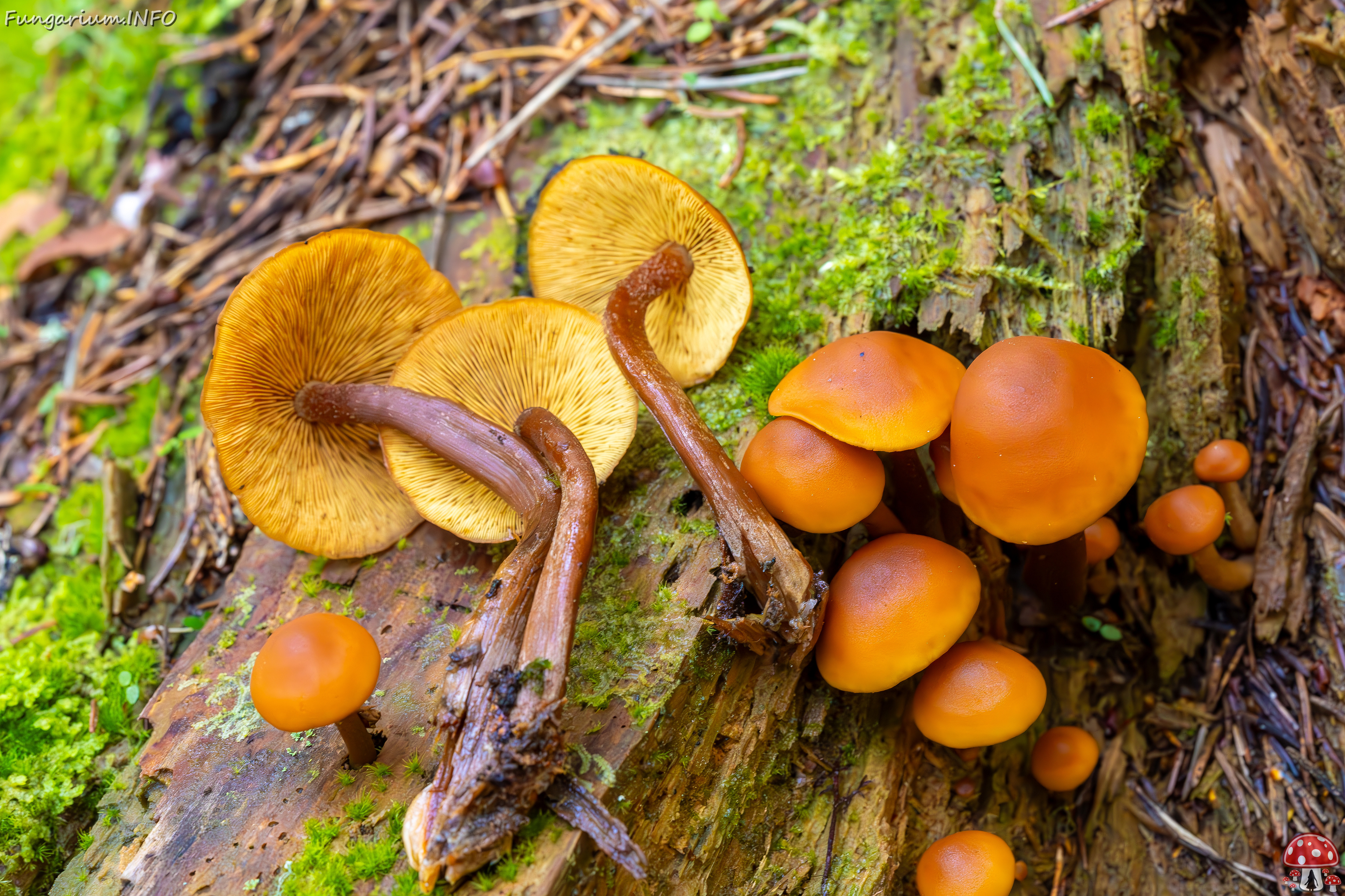 gymnopilus-picreus_2023-09-14_1-16 