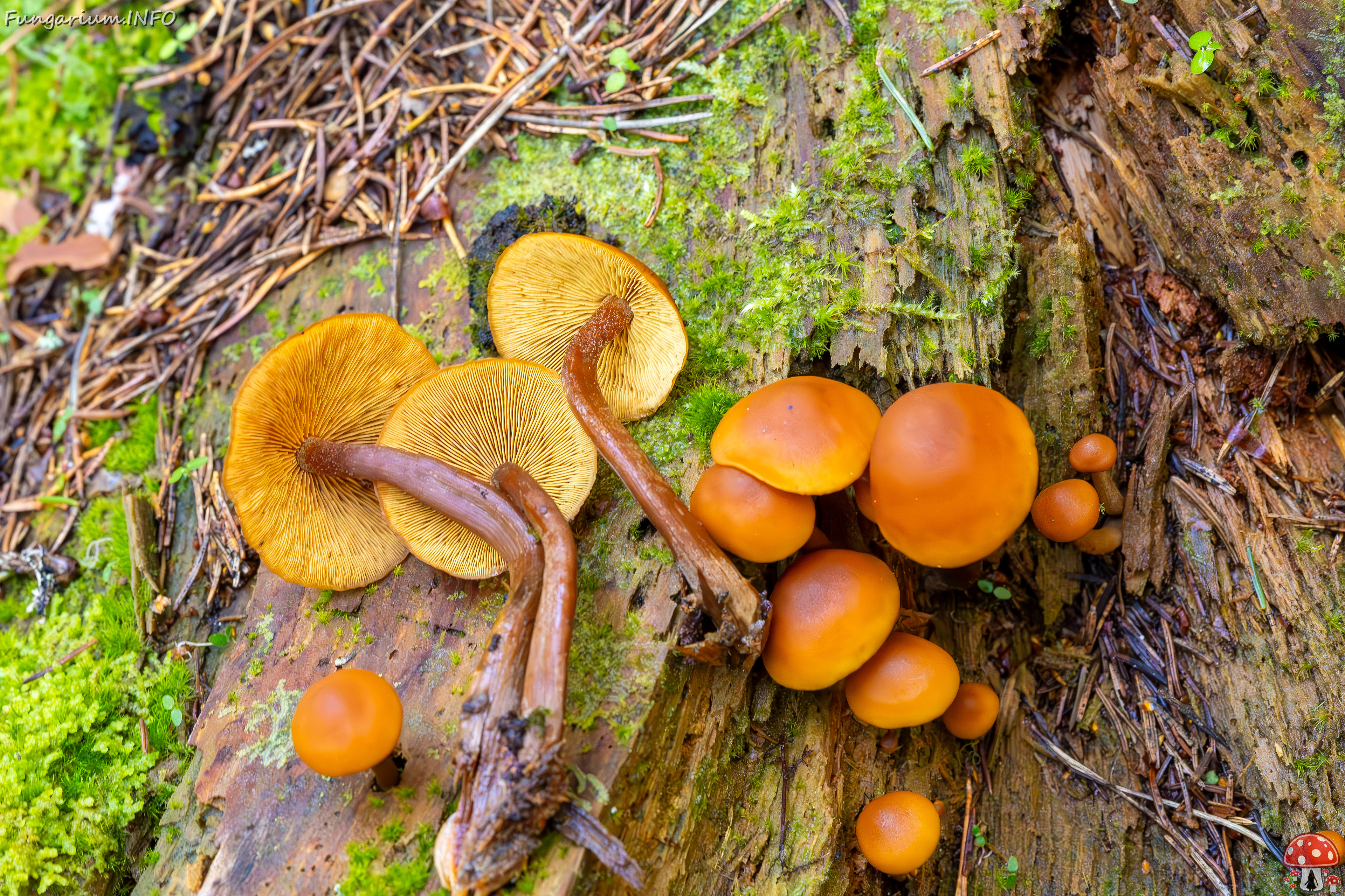 gymnopilus-picreus_2023-09-14_1-17 